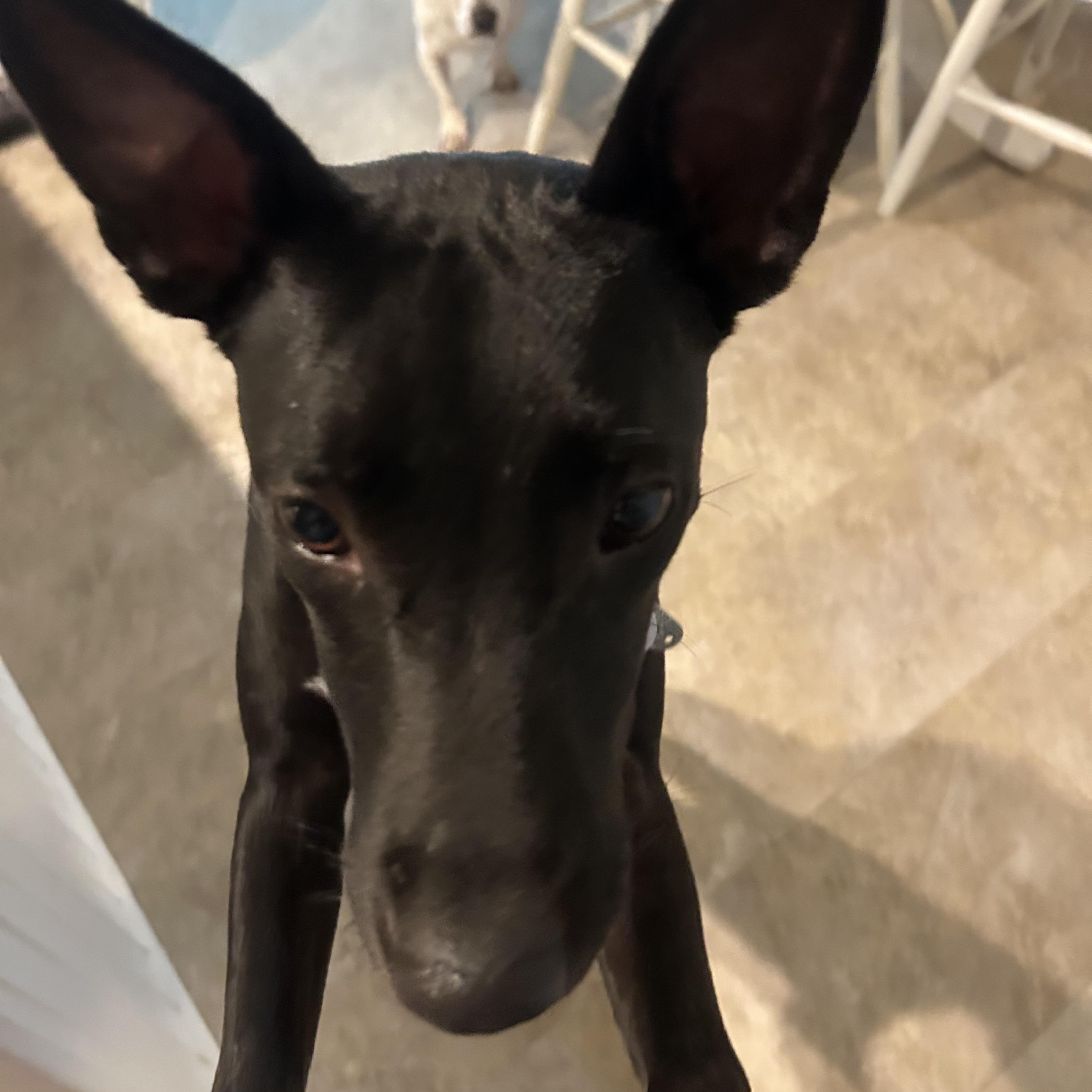 Enlarge Evie, a ADOPTABLE mixed breed in Angier , NC image 2/3