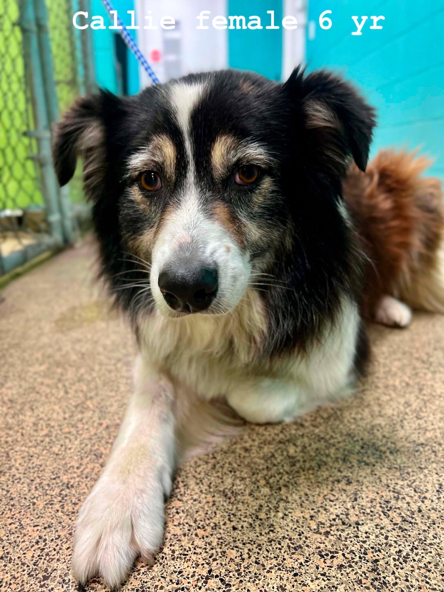 Callie, adopted, Adult Female Australian Cattle Dog / Blue Heeler.