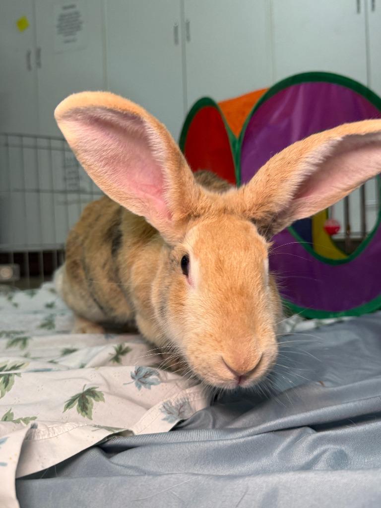 Enlarge Nectarine, a Adoptable Harlequin in Pflugerville, TX image 1/6