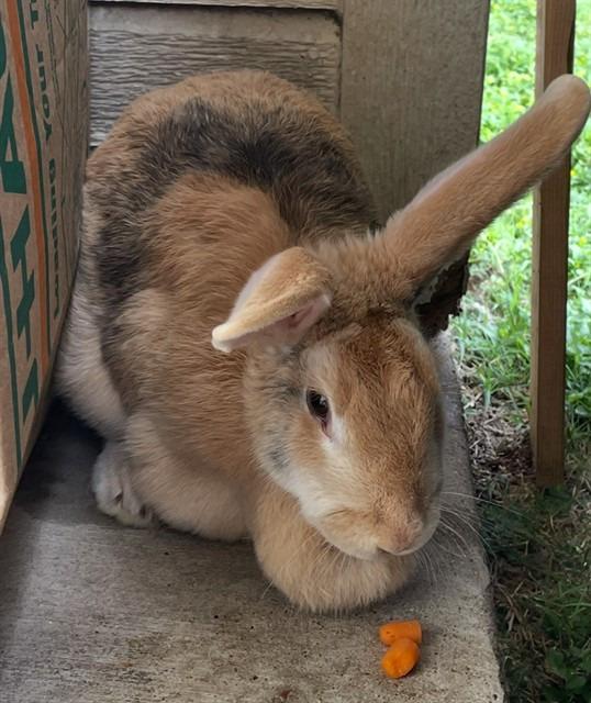 Enlarge Nectarine, a Adoptable Harlequin in Pflugerville, TX image 2/6