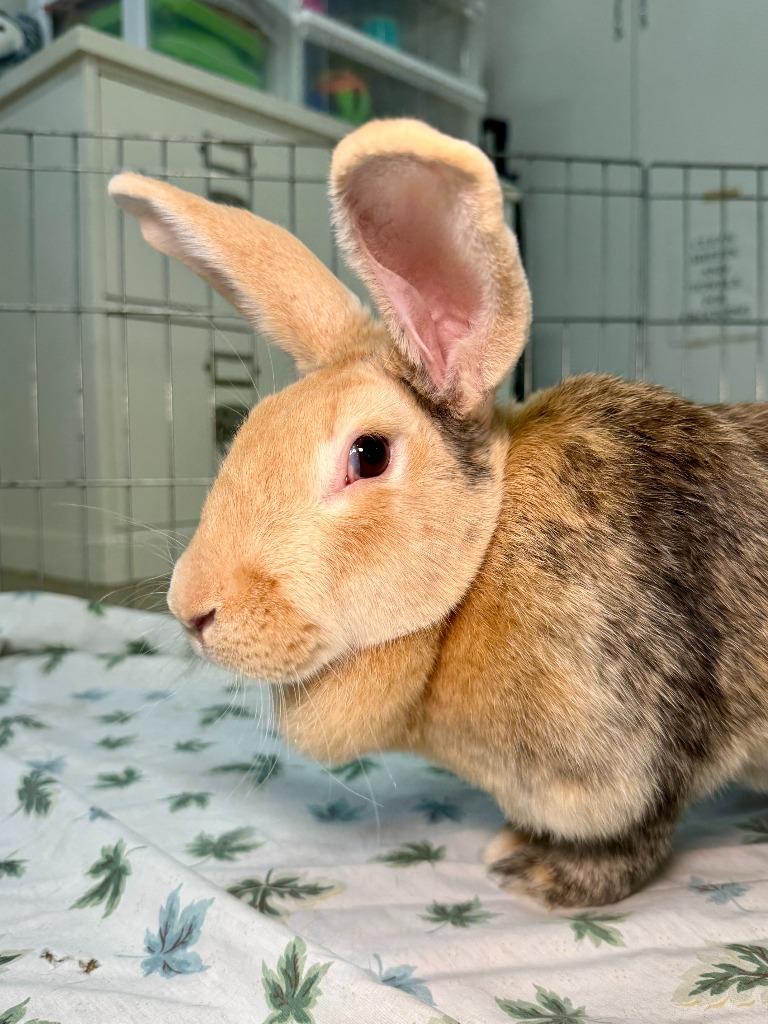 Enlarge Nectarine, a Adoptable Harlequin in Pflugerville, TX image 3/6
