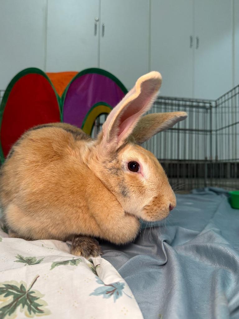 Enlarge Nectarine, a Adoptable Harlequin in Pflugerville, TX image 4/6