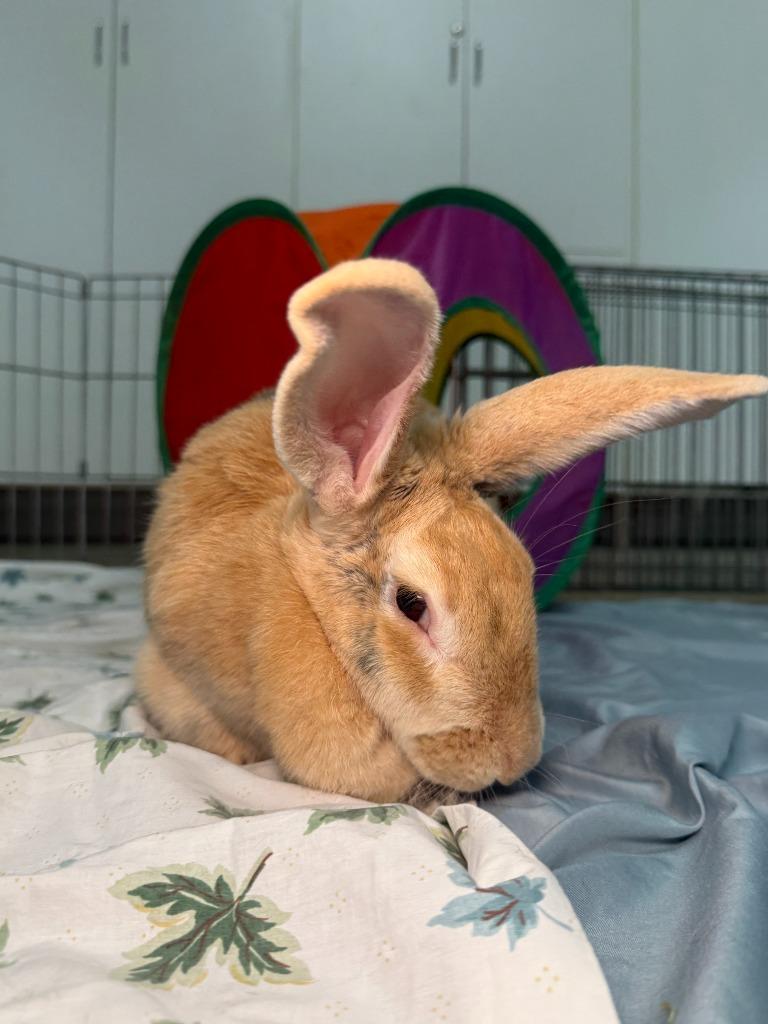 Enlarge Nectarine, a Adoptable Harlequin in Pflugerville, TX image 6/6