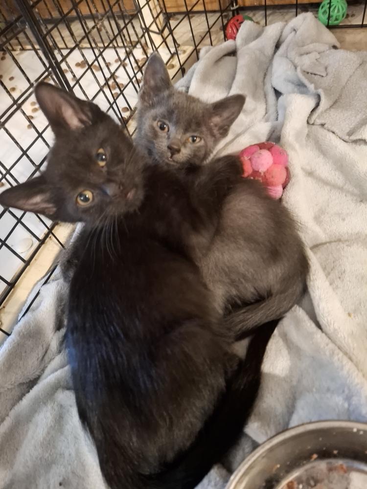 Kettle Corn (black w/tan collar) P., Adoptable, Kitten Male Domestic Short Hair.