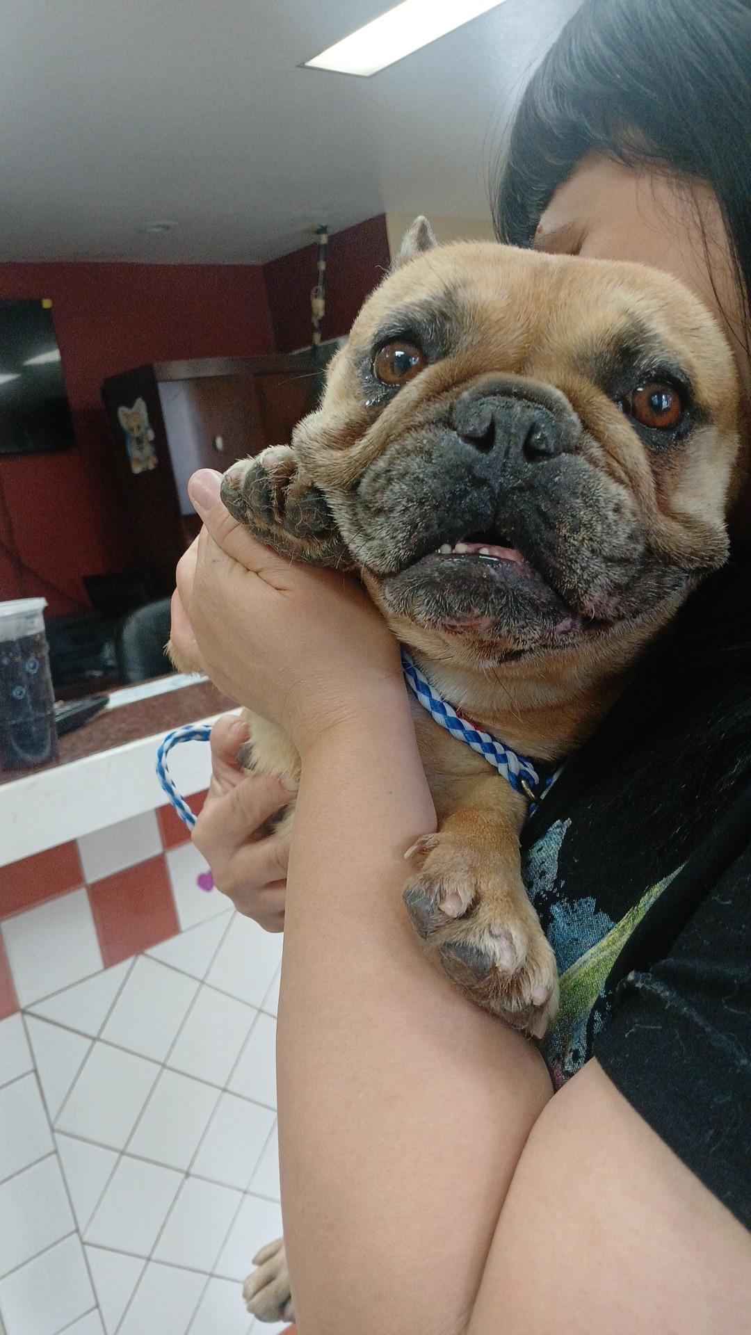 Lulu, a Adoptable French Bulldog in rowland heights, CA image 3/5