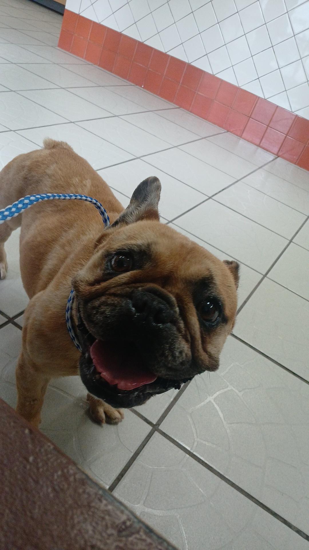 Lulu, a Adoptable French Bulldog in rowland heights, CA image 4/5