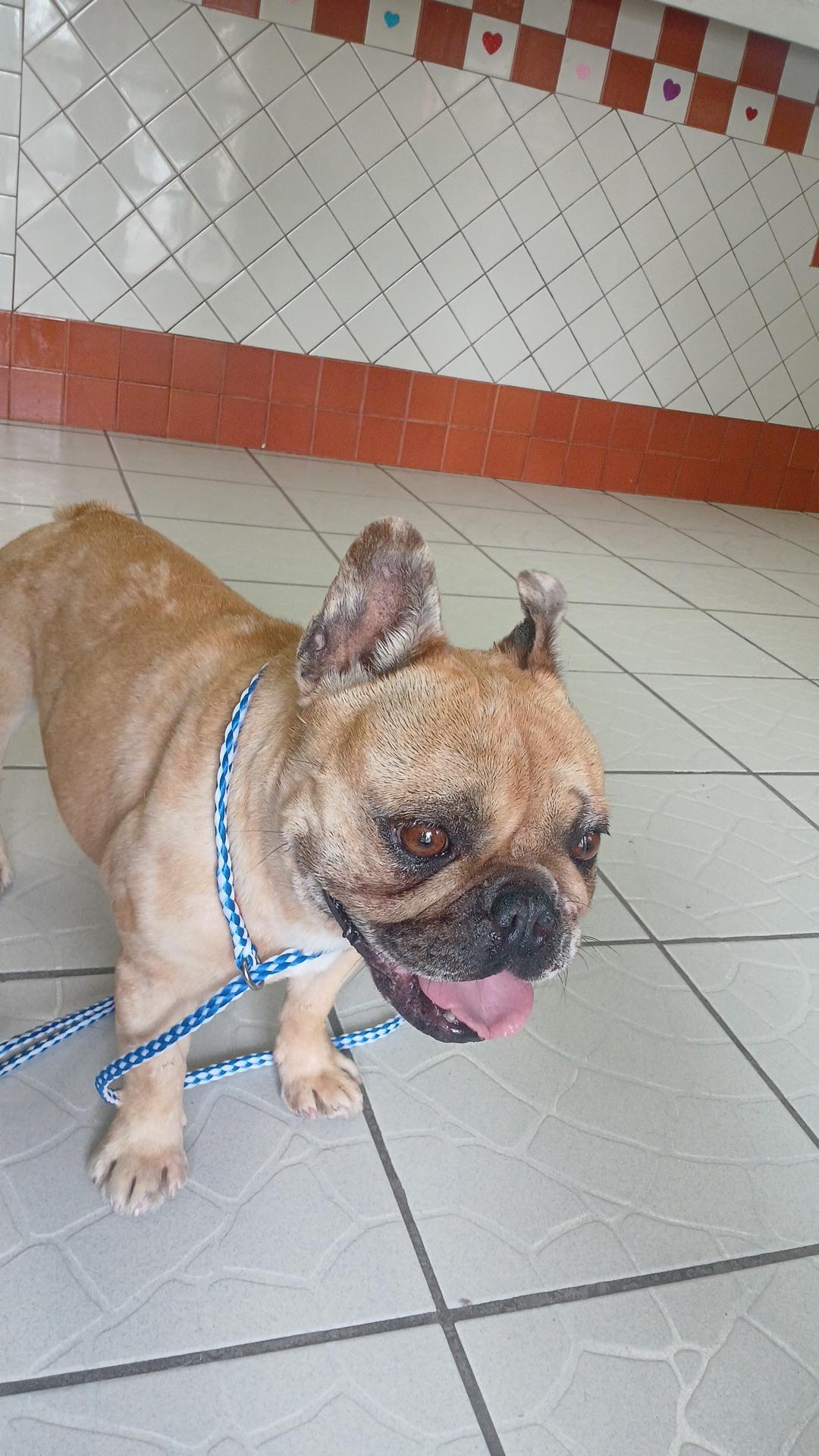 Lulu, a Adoptable French Bulldog in rowland heights, CA image 2/5