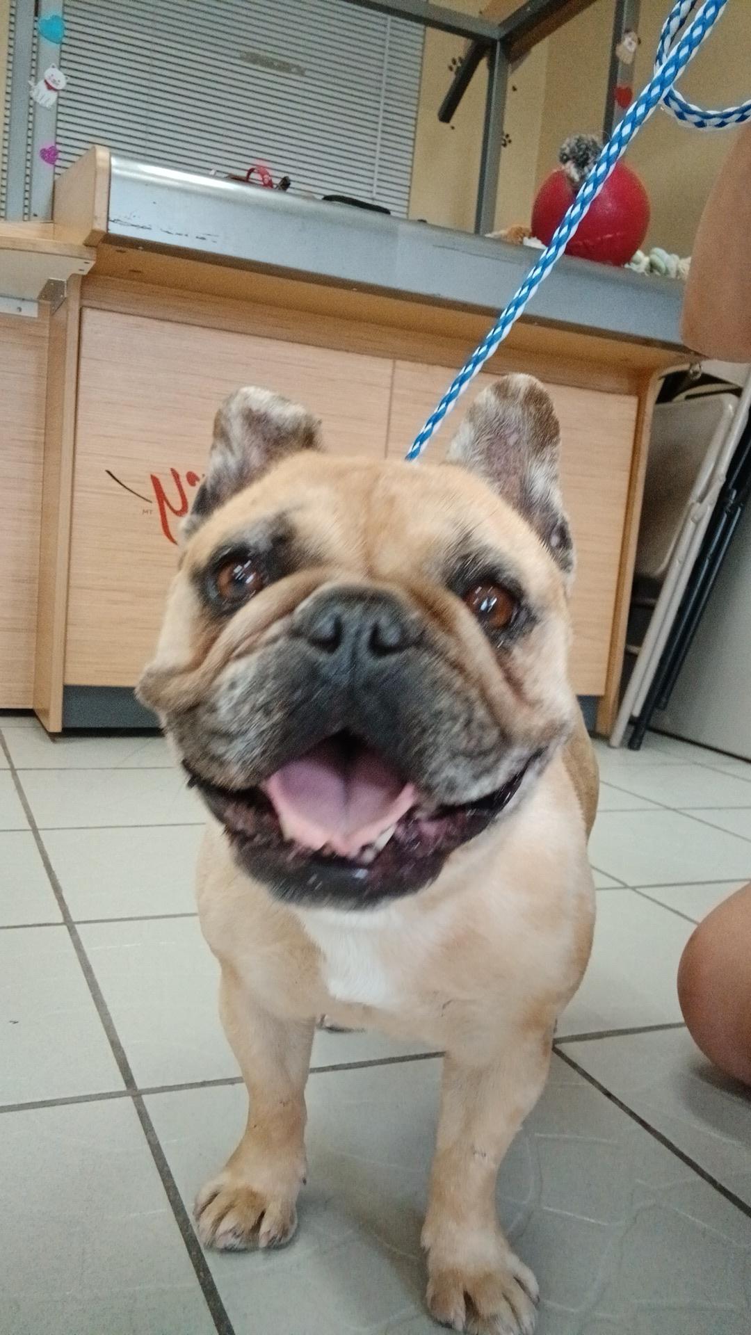 Lulu, a Adoptable French Bulldog in rowland heights, CA image 1/5