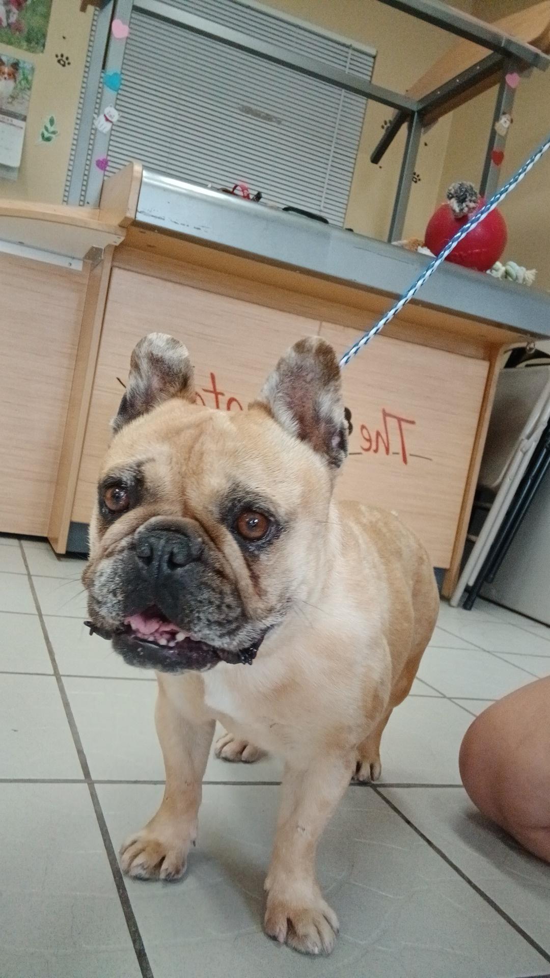 Lulu, a Adoptable French Bulldog in rowland heights, CA image 5/5