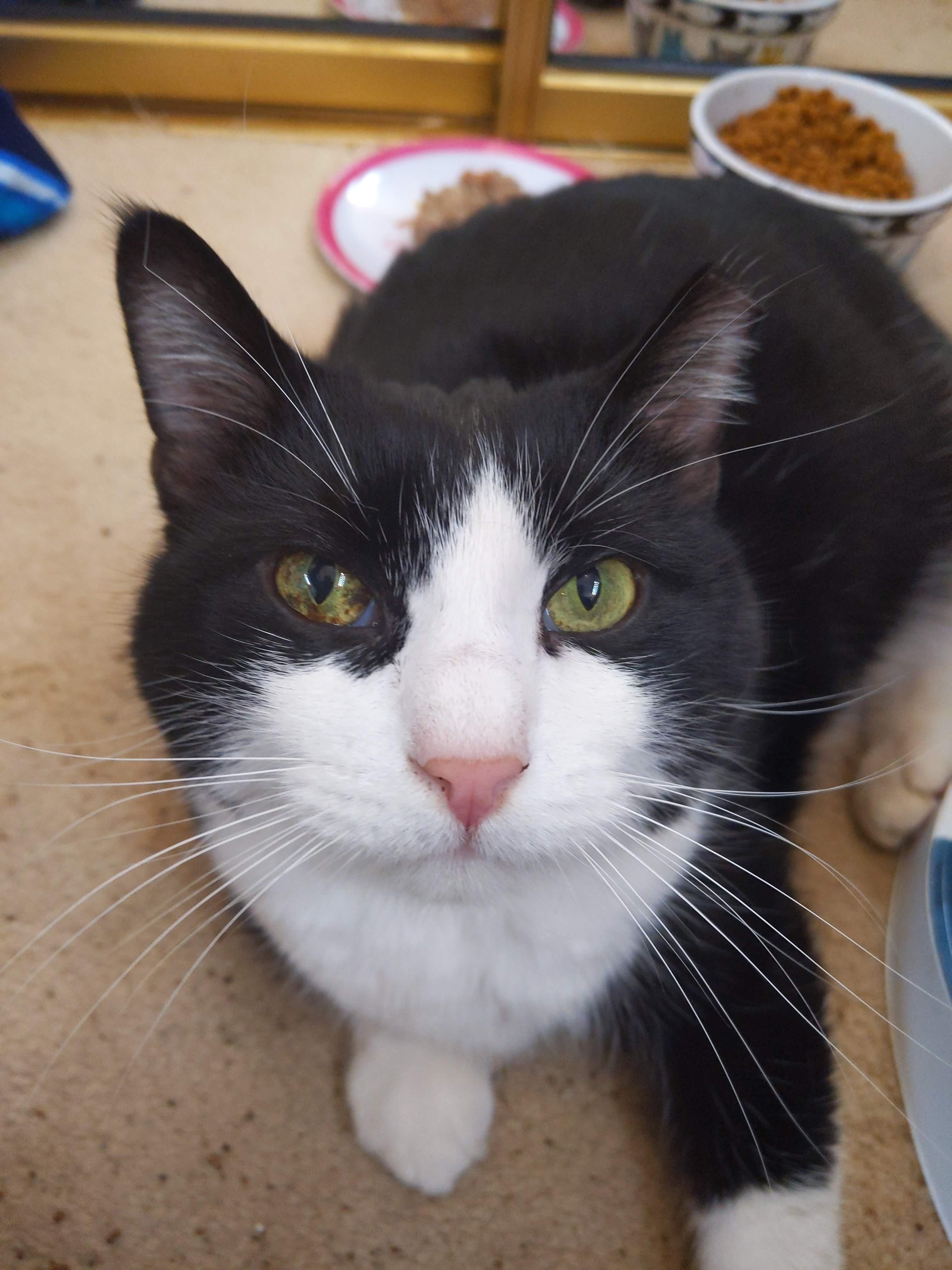 Daniel, a Adoptable mixed breed in Parker, TX image 1/10