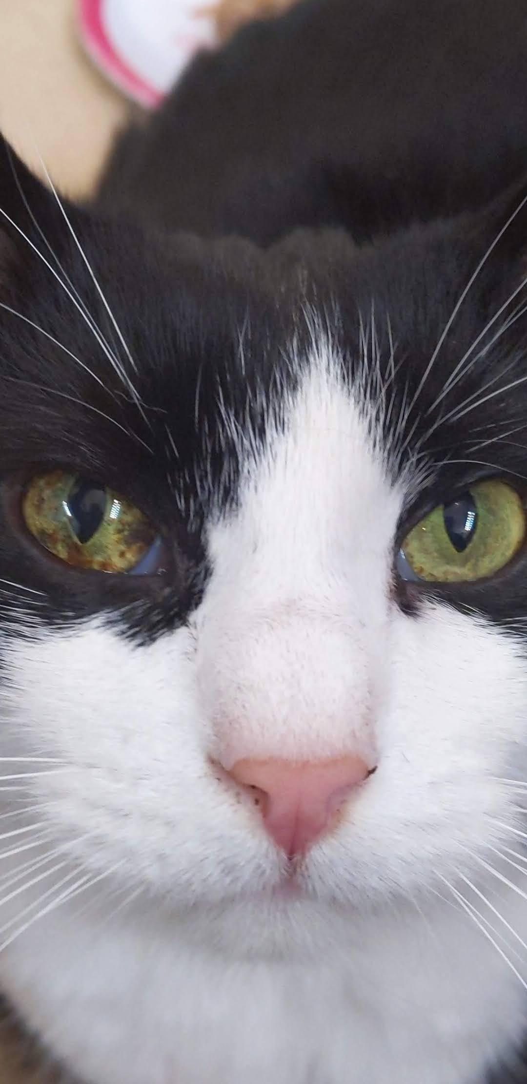 Daniel, a Adoptable mixed breed in Parker, TX image 2/10