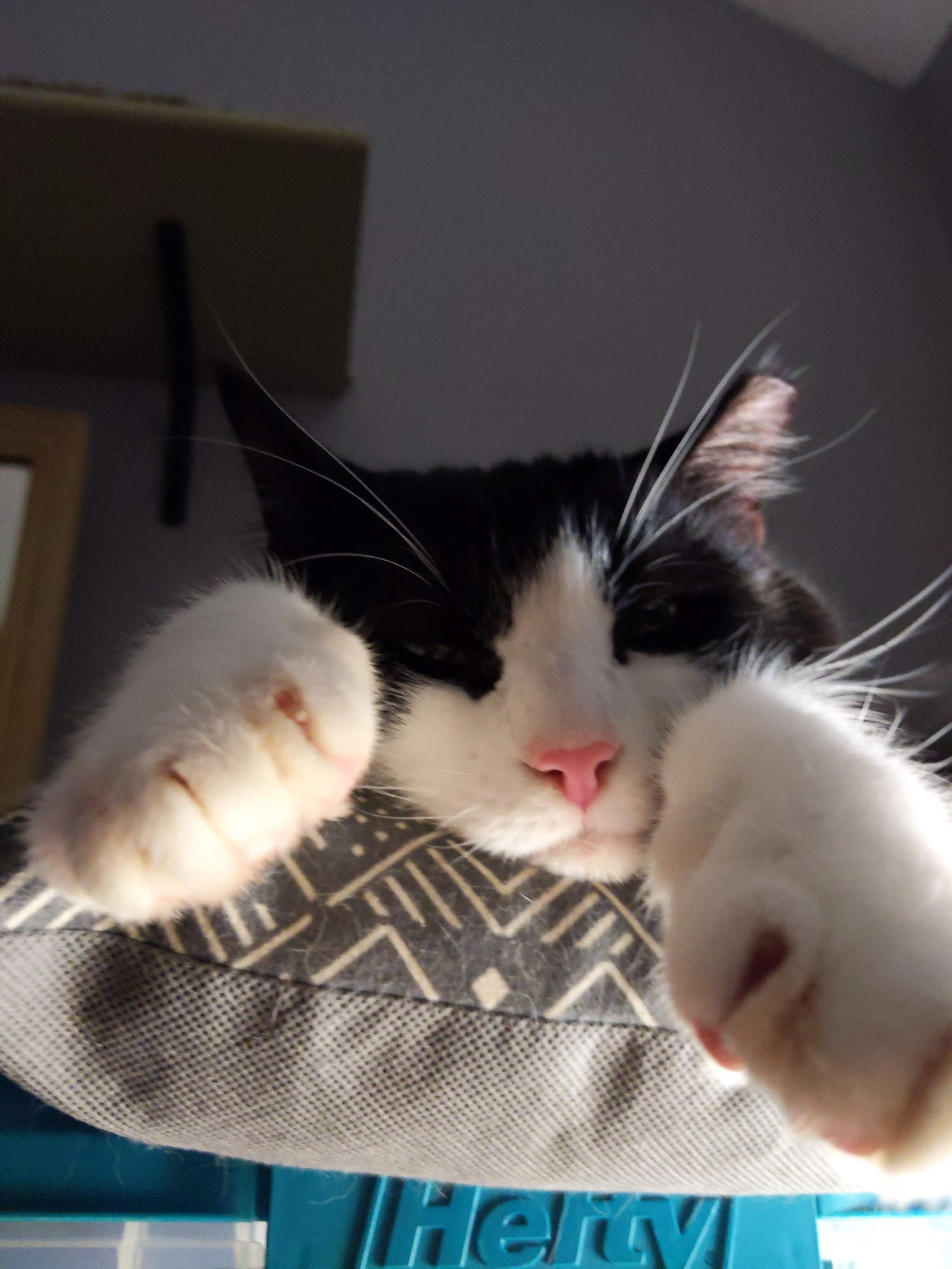 Daniel, a Adoptable mixed breed in Parker, TX image 3/10