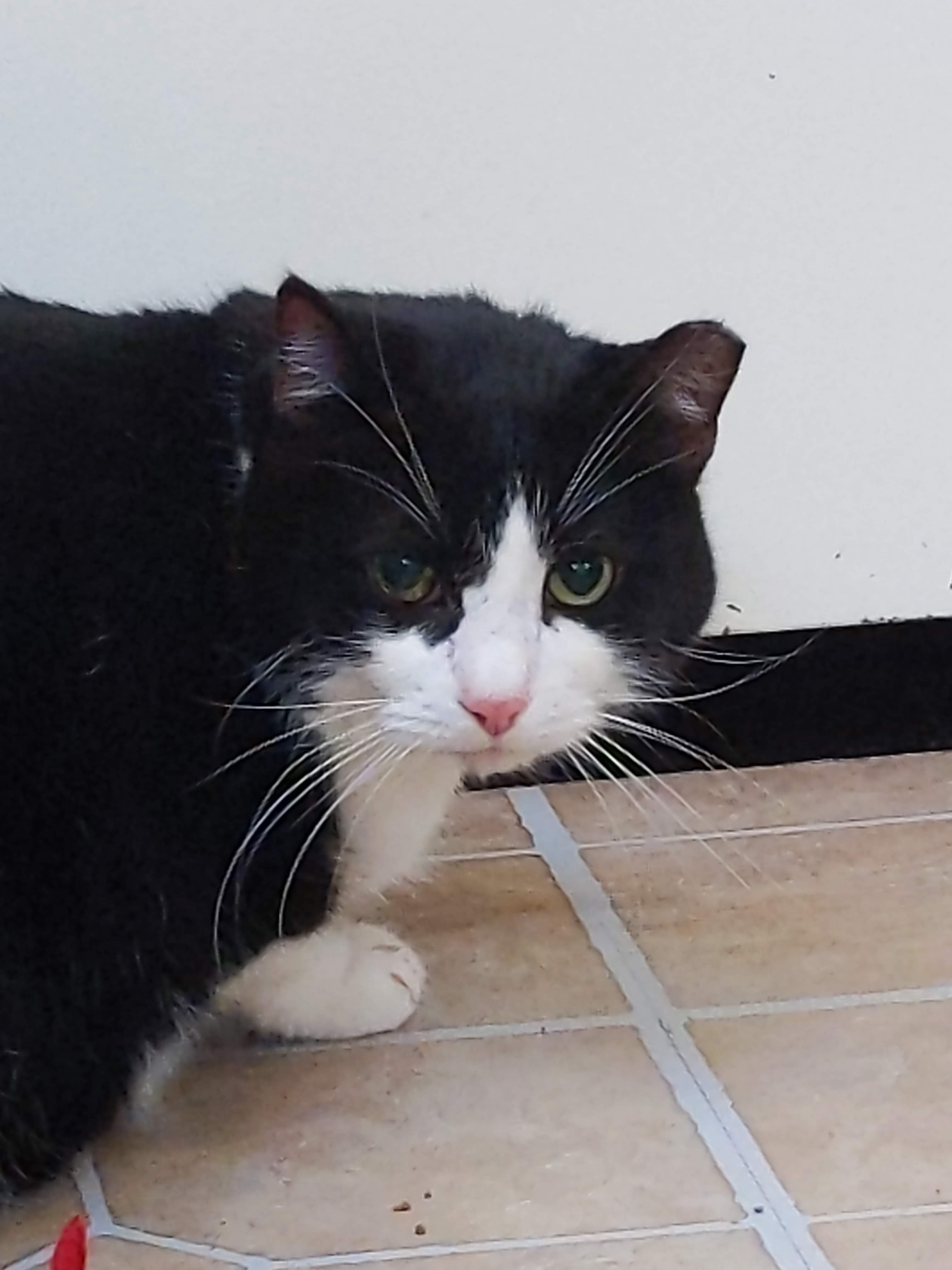 Daniel, a Adoptable mixed breed in Parker, TX image 4/10