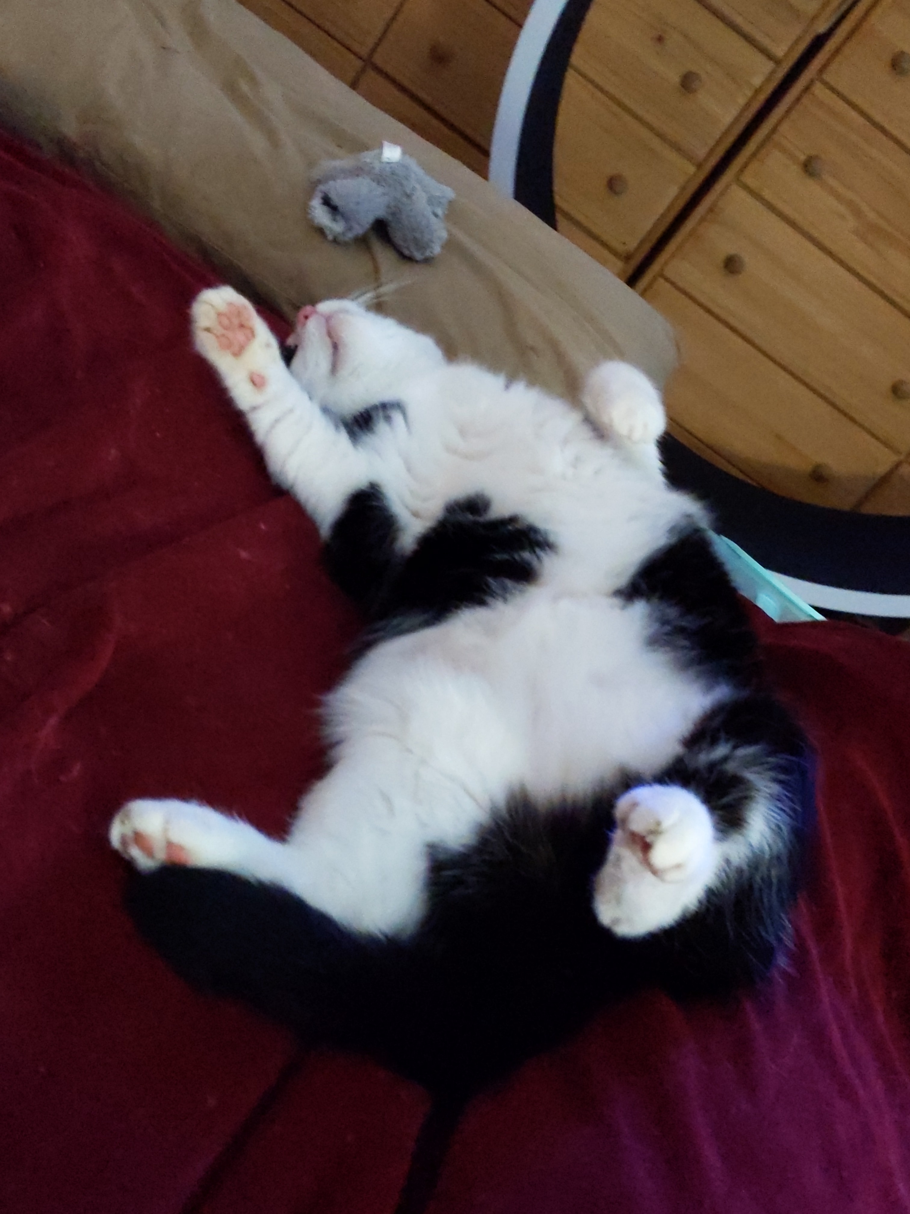 Daniel, a Adoptable mixed breed in Parker, TX image 5/10