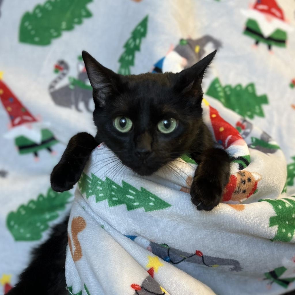 Natalie, Adoptable, Adult Female Domestic Short Hair.