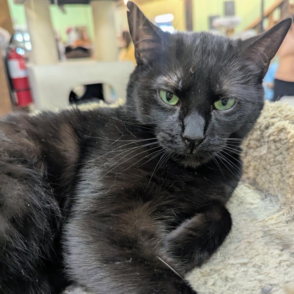 Enlarge Natalie, a Adoptable Domestic Short Hair in Mount Juliet, TN image 2/2
