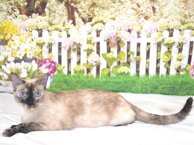 STAR, Adoptable, Adult Female Siamese & Domestic Short Hair.