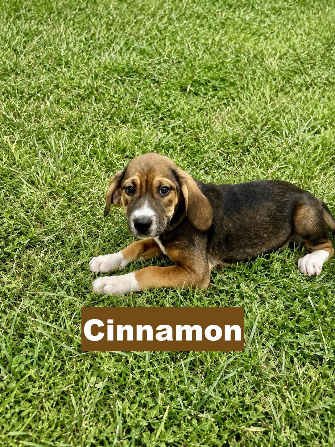 Cinnamon, Adopted, Puppy Female Beagle.