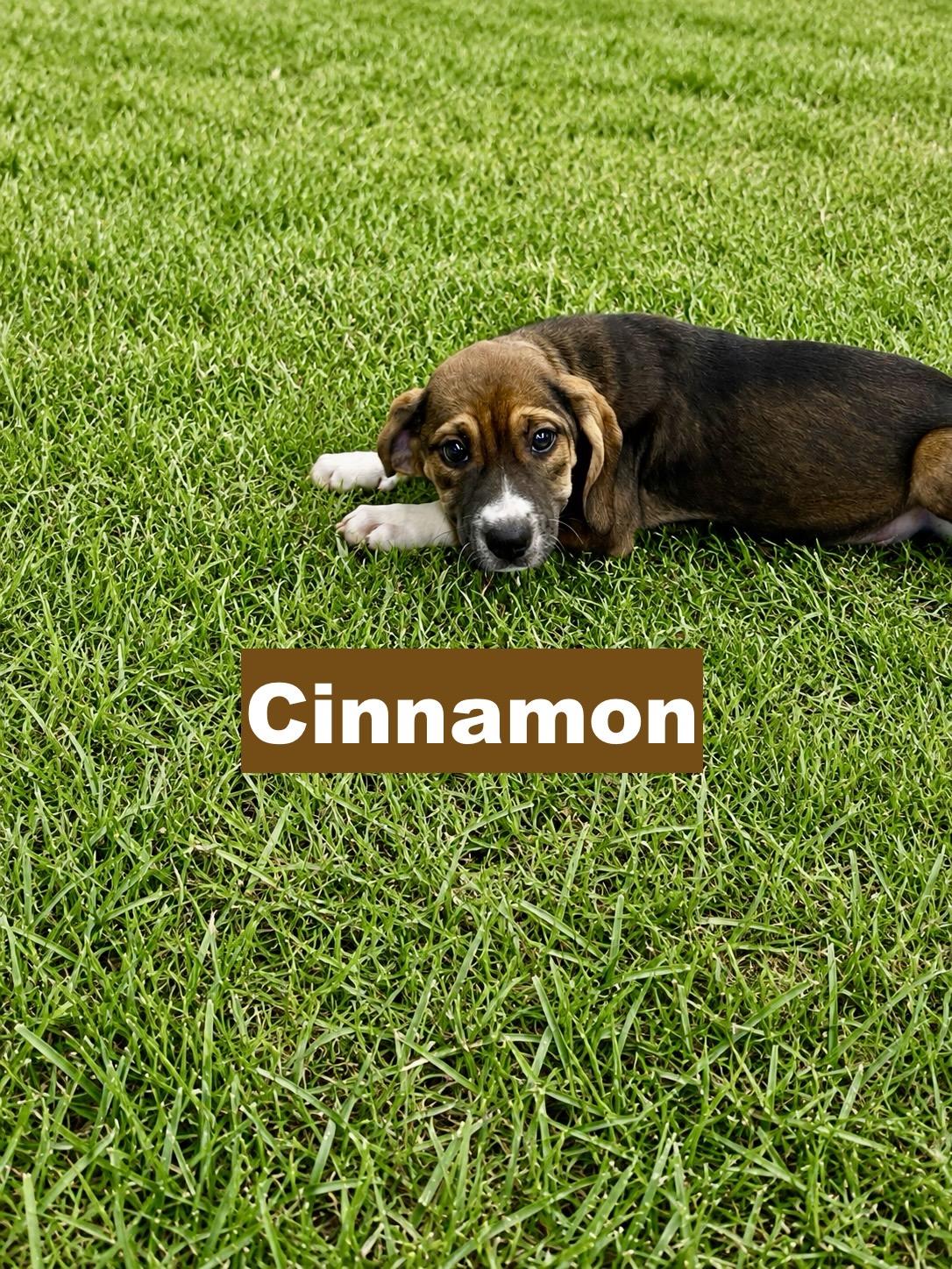 Enlarge Cinnamon, a Adopted mixed breed in Paramus, NJ image 2/2