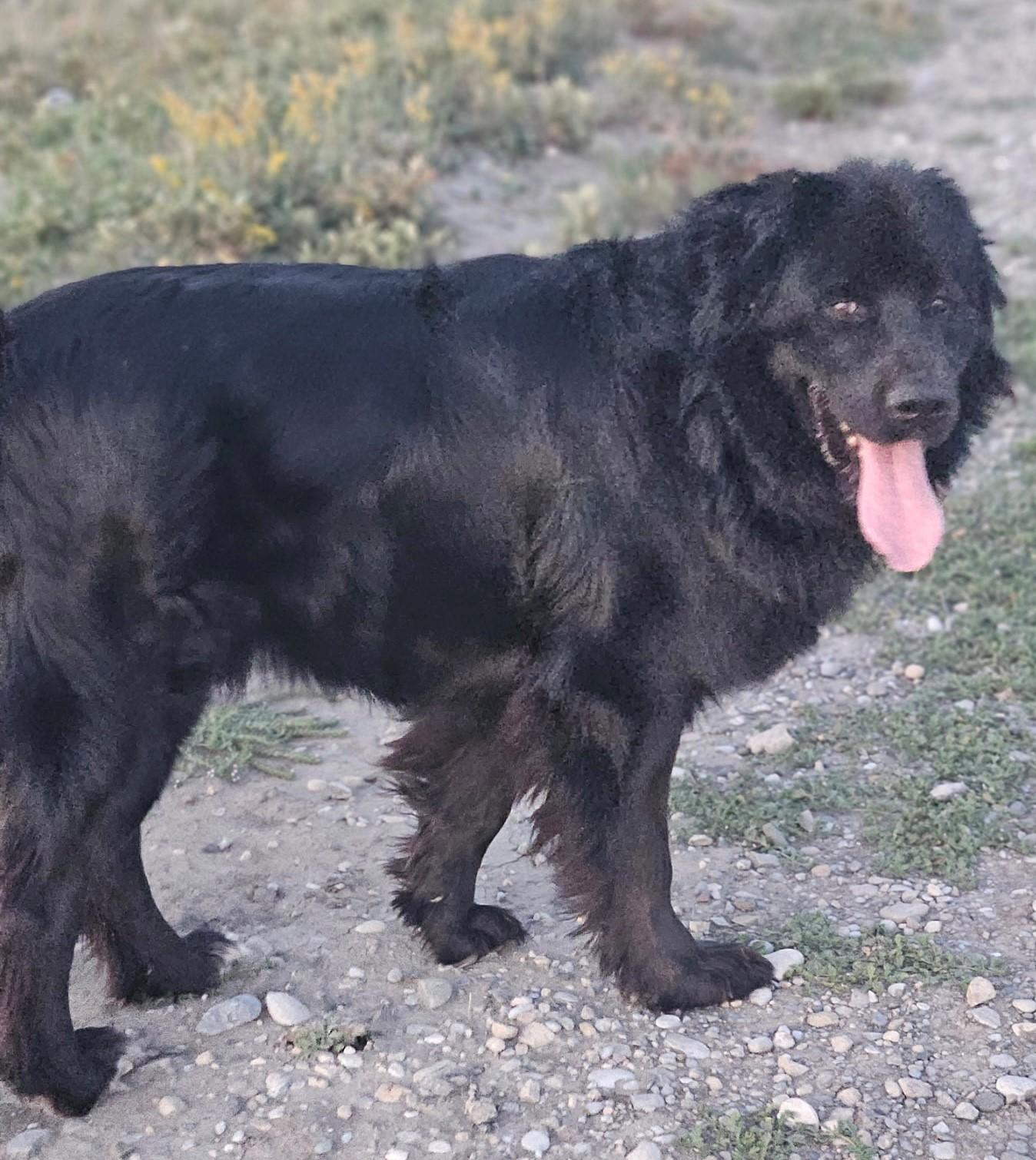 Big Ben, Adopted, Adult Male Newfoundland Dog.