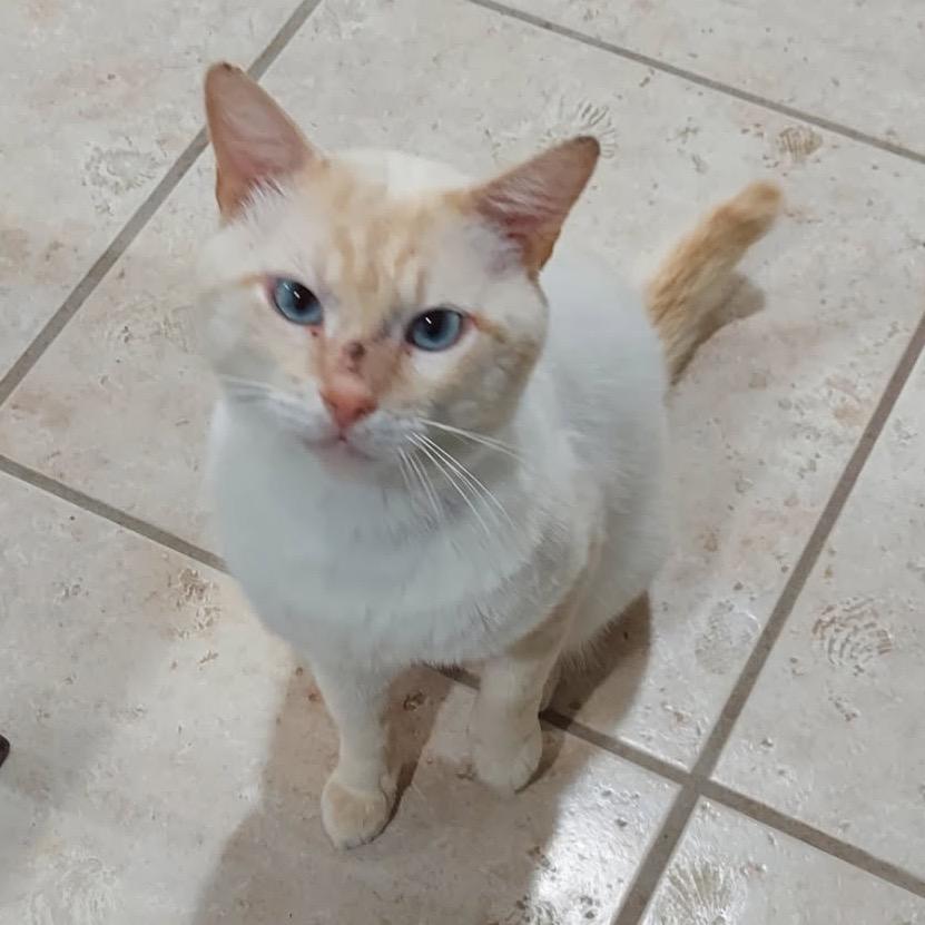 Enlarge Rusty, a Adoptable Siamese in Columbia, MO image 1/2