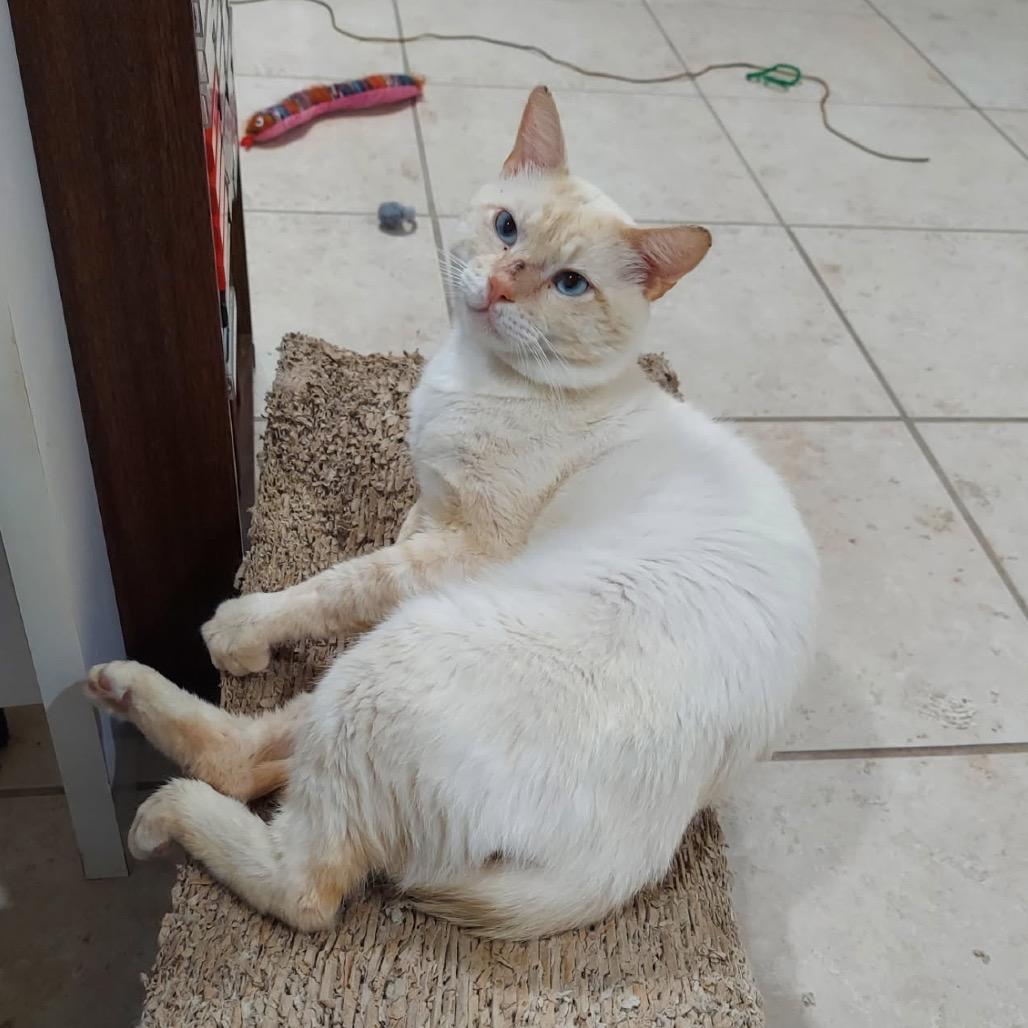 Enlarge Rusty, a Adoptable Siamese in Columbia, MO image 2/2