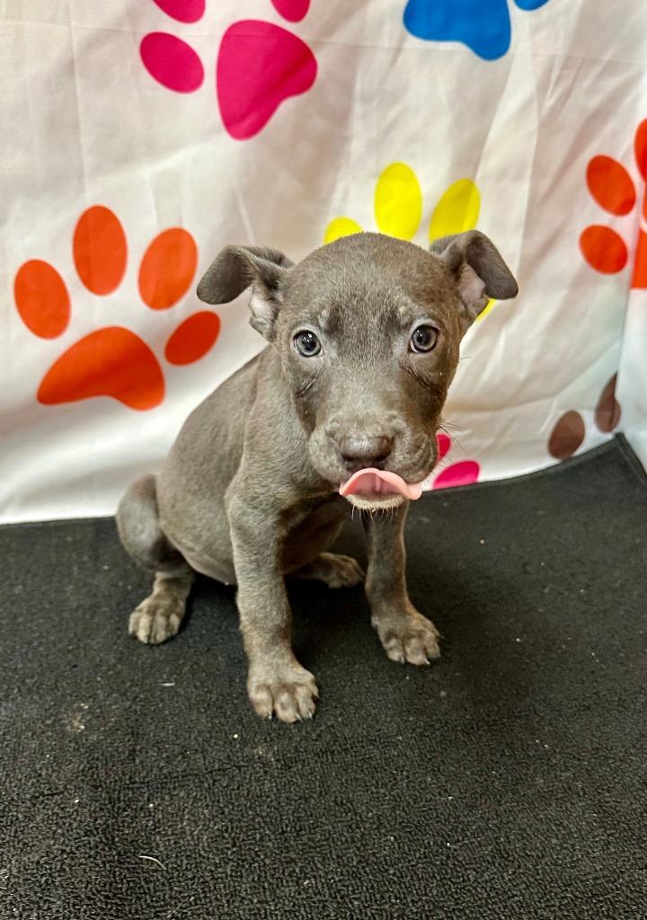 Blue, Adoptable, Puppy Male Mixed Breed.