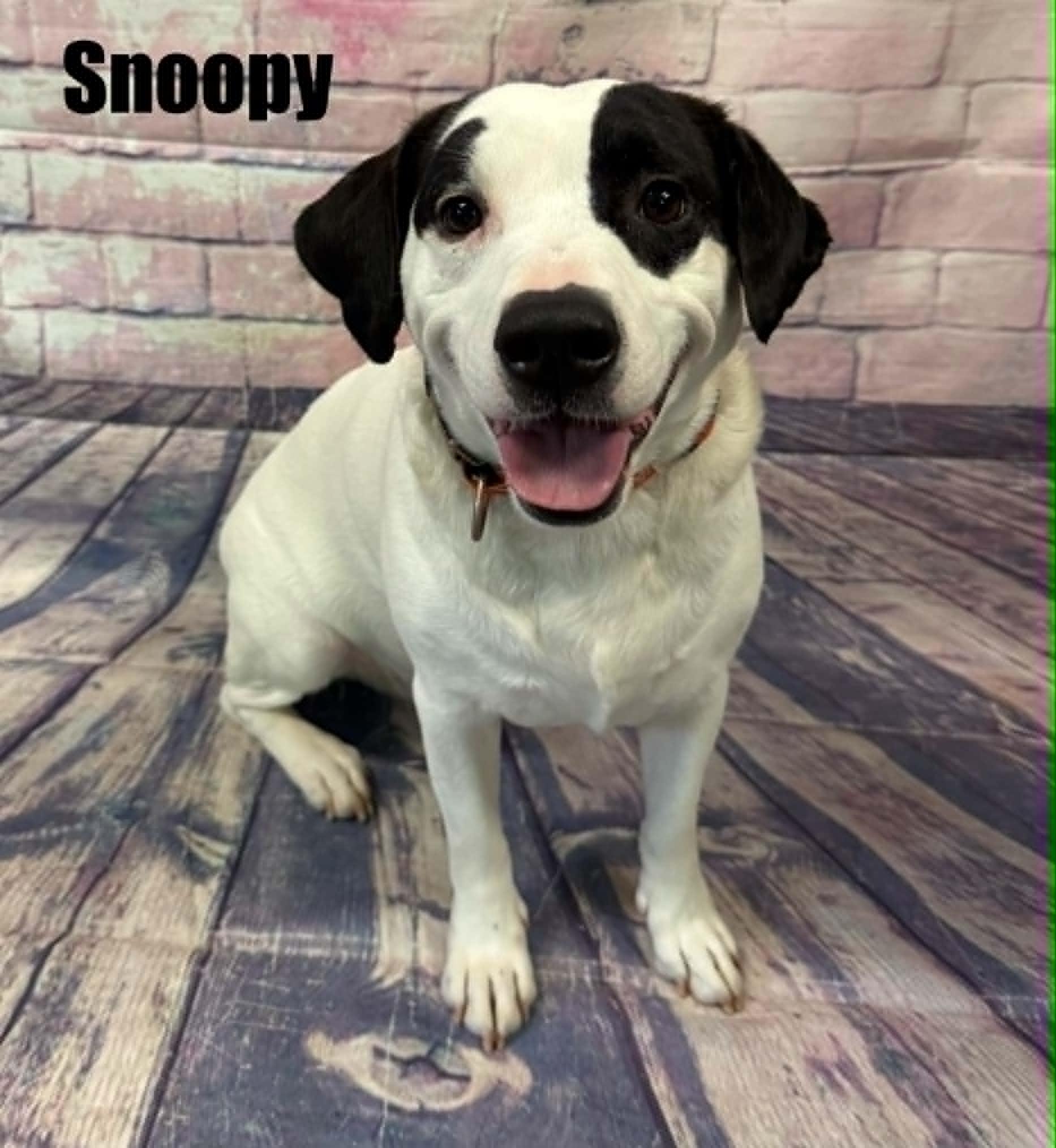 Snoopy, ADOPTABLE, Adult Male Dachshund.