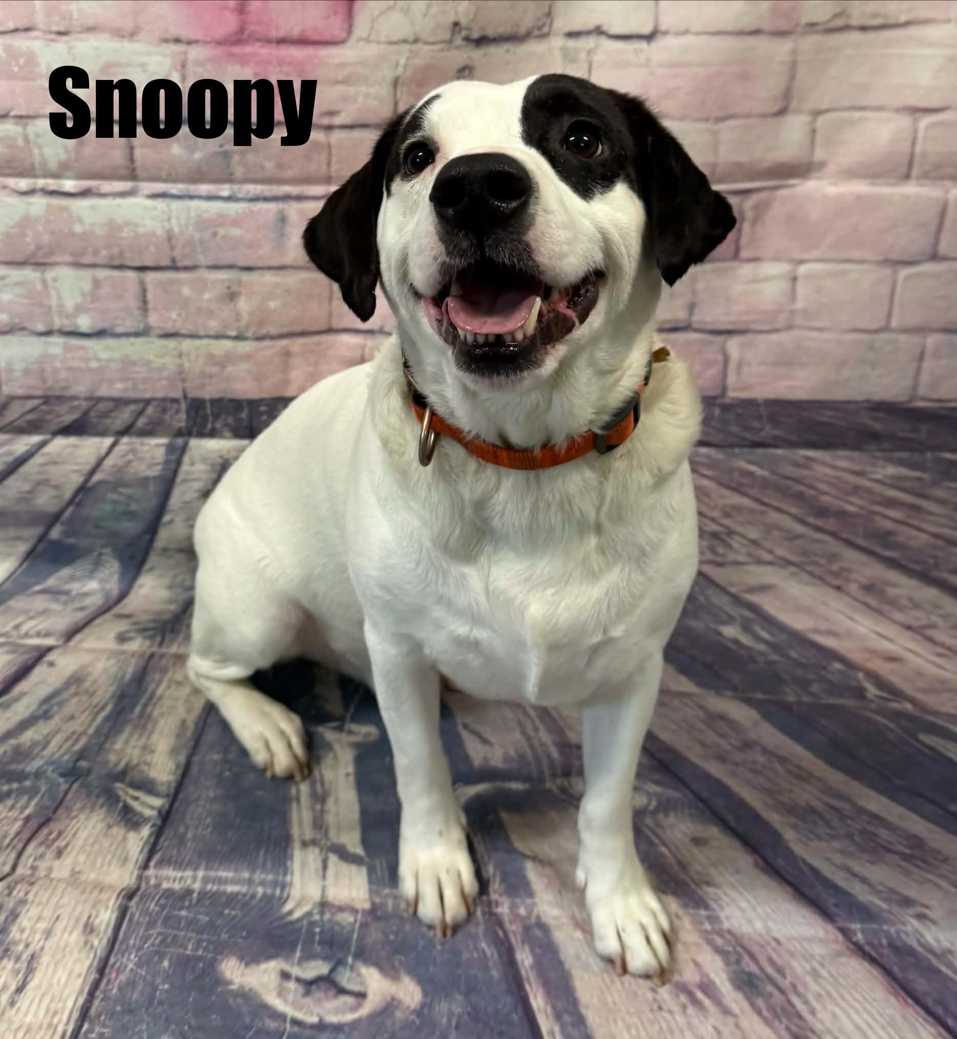 Snoopy, a ADOPTABLE mixed breed in Quincy, MI image 3/5