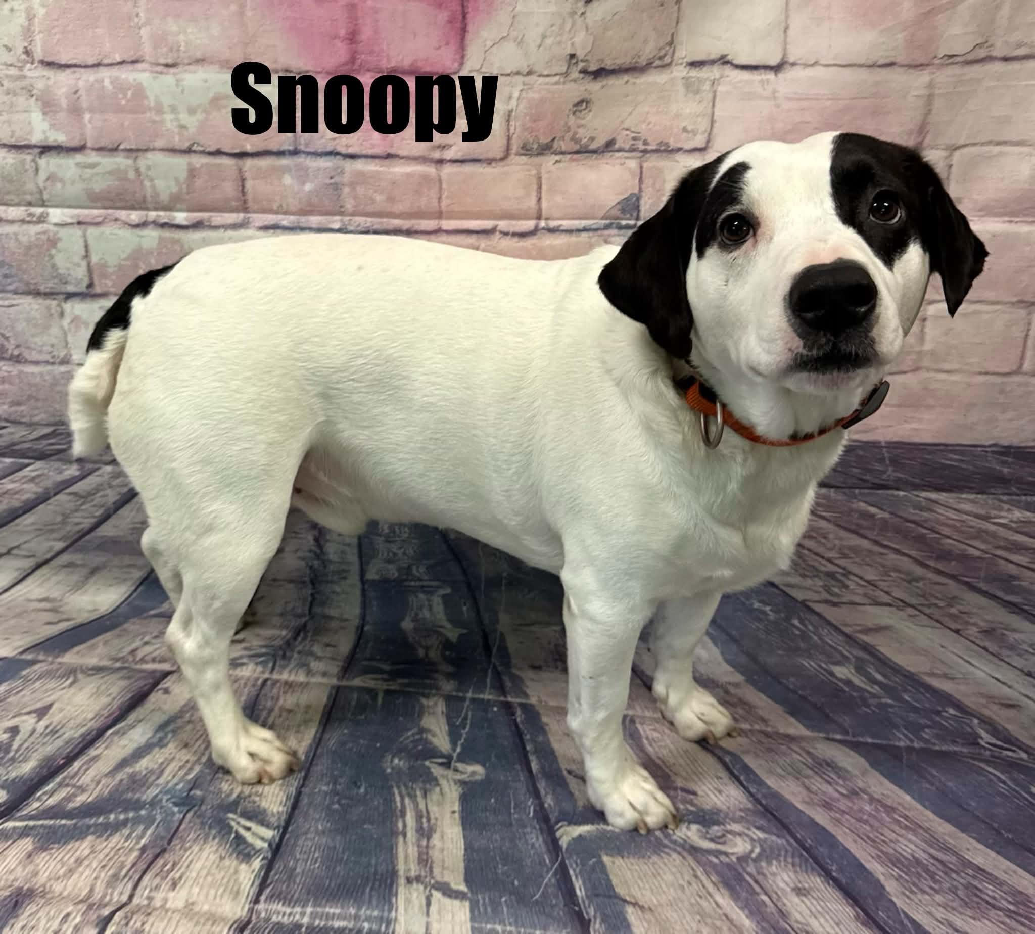Snoopy, a ADOPTABLE mixed breed in Quincy, MI image 4/5