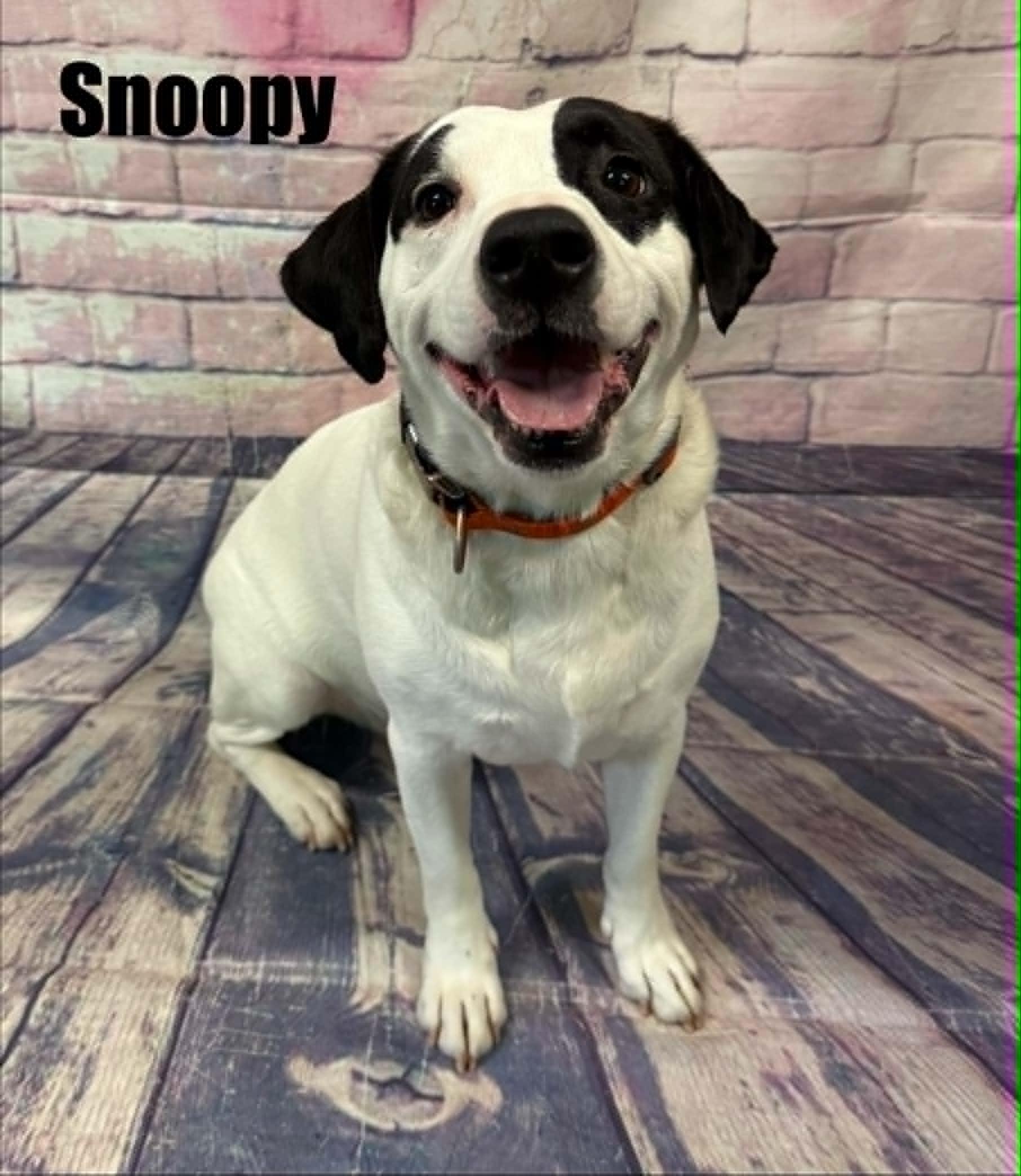 Snoopy, a ADOPTABLE mixed breed in Quincy, MI image 2/5