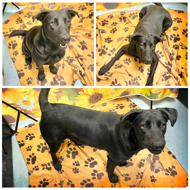 Astrid, ADOPTABLE, Adult Female Mixed Breed.