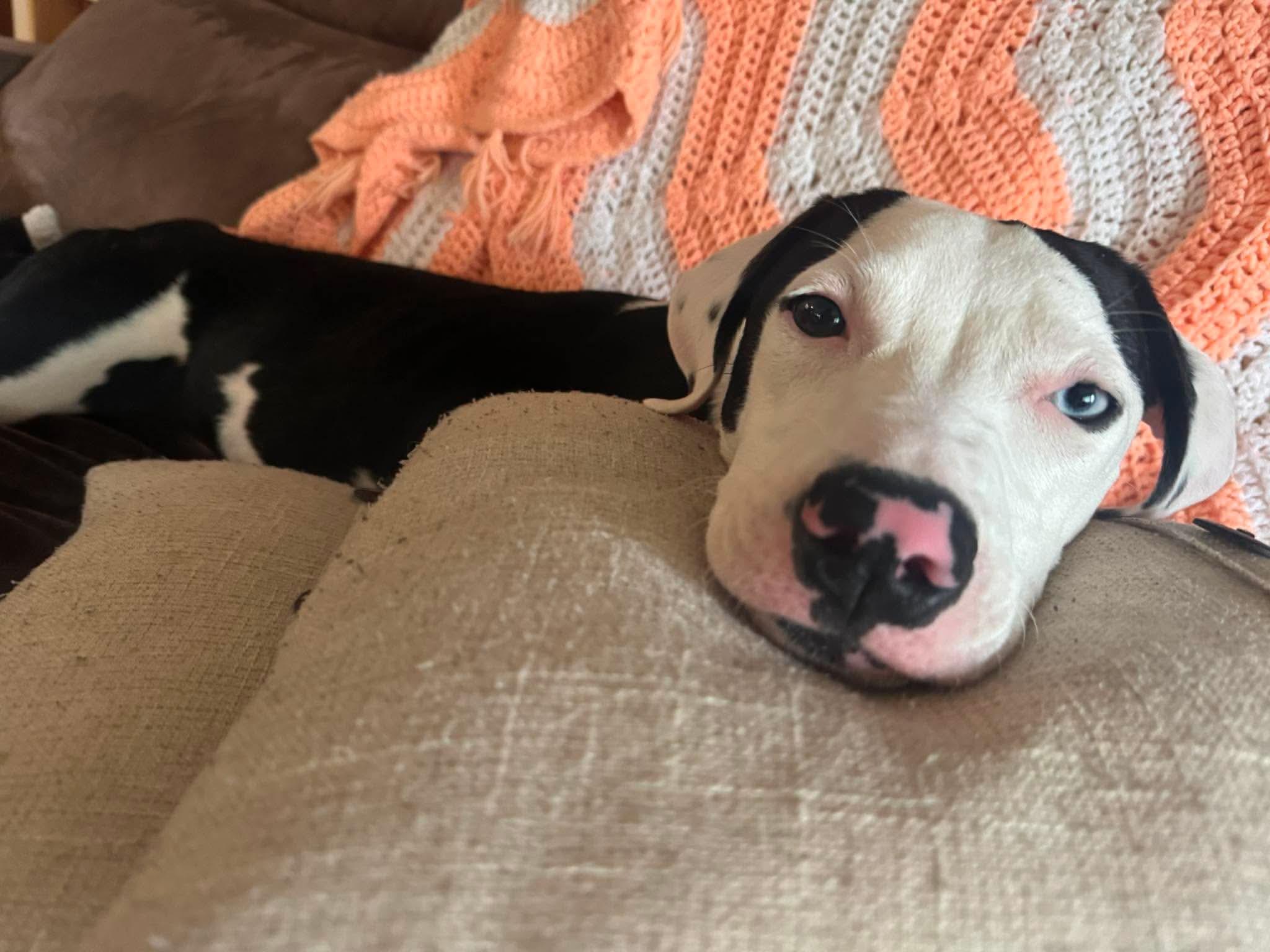 Enlarge Disco, a ADOPTABLE Mixed Breed in Highland, NY image 4/5