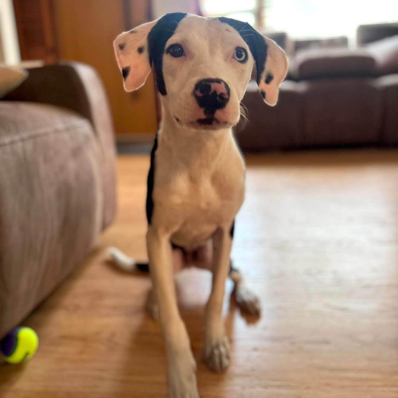 Enlarge Disco, a ADOPTABLE Mixed Breed in Highland, NY image 1/5