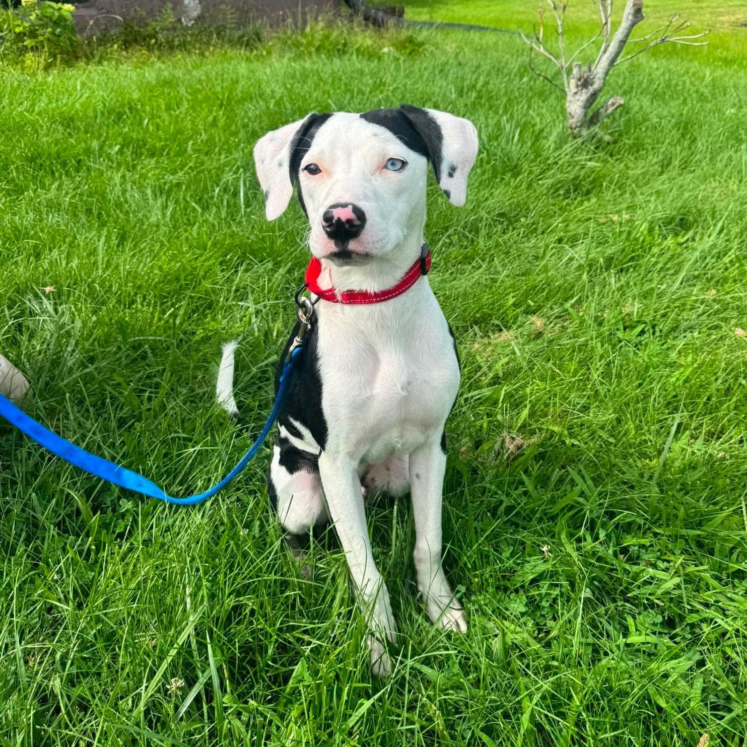 Enlarge Disco, a ADOPTABLE Mixed Breed in Highland, NY image 3/5
