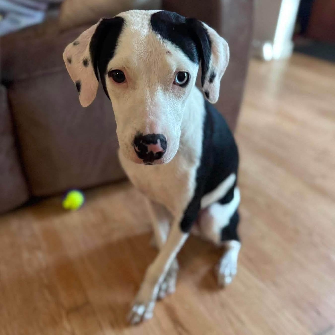 Enlarge Disco, a ADOPTABLE Mixed Breed in Highland, NY image 2/5