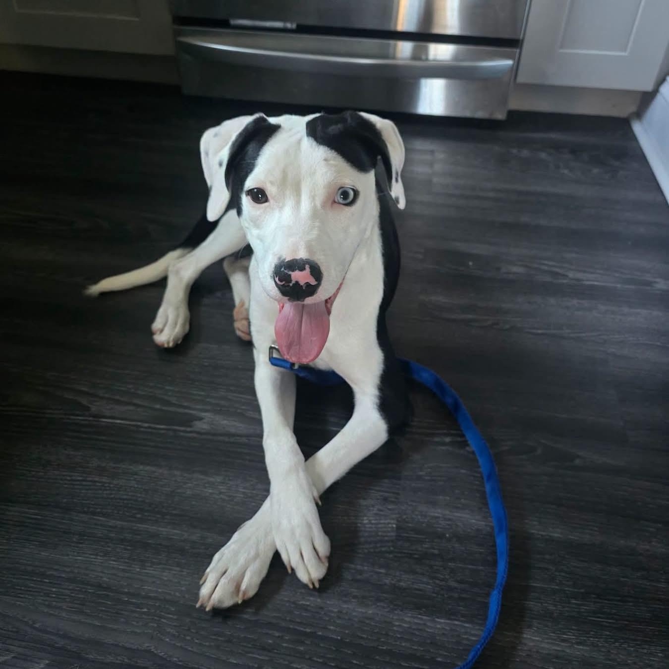 Enlarge Disco, a ADOPTABLE Mixed Breed in Highland, NY image 5/5