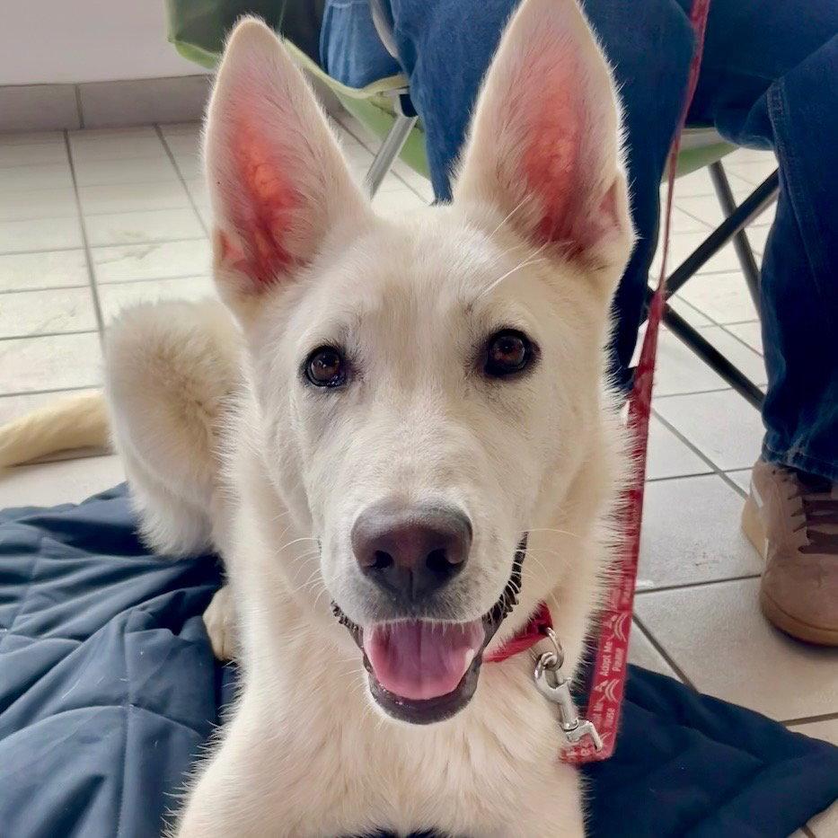 Ghost, Adoptable, Young Male Husky & Terrier.