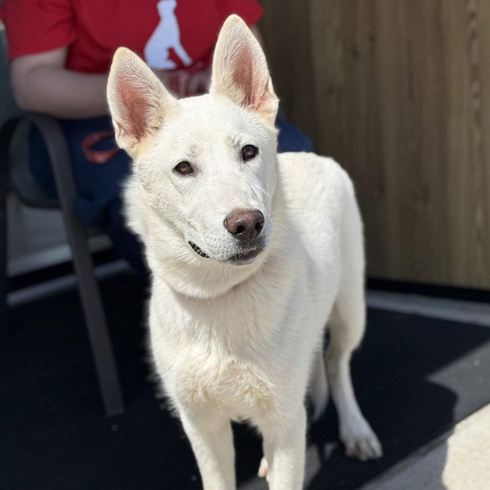 Enlarge Ghost, a Adoptable mixed breed in Bloomfield, CT image 2/3