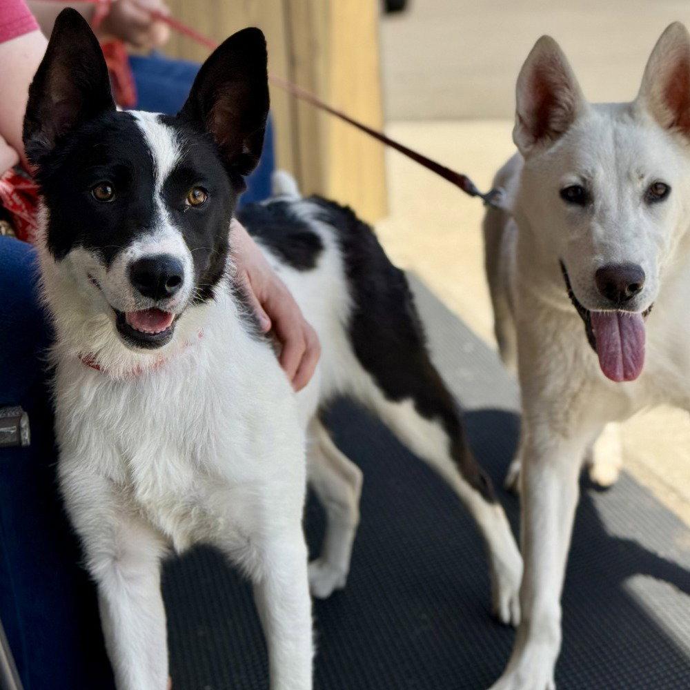 Enlarge Ghost, a Adoptable mixed breed in Bloomfield, CT image 3/3