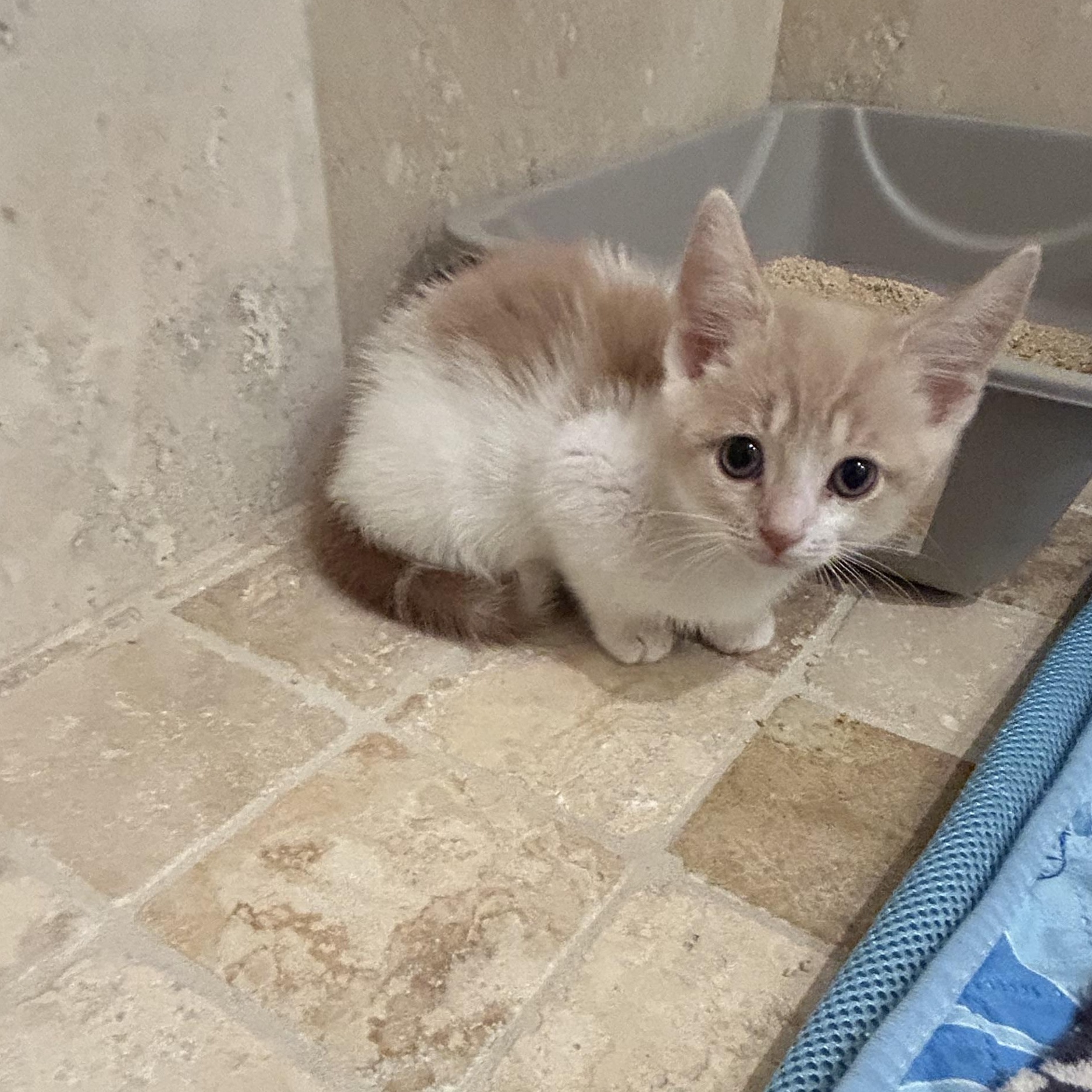 Maxine, adoptable, Kitten Female Domestic Medium Hair.