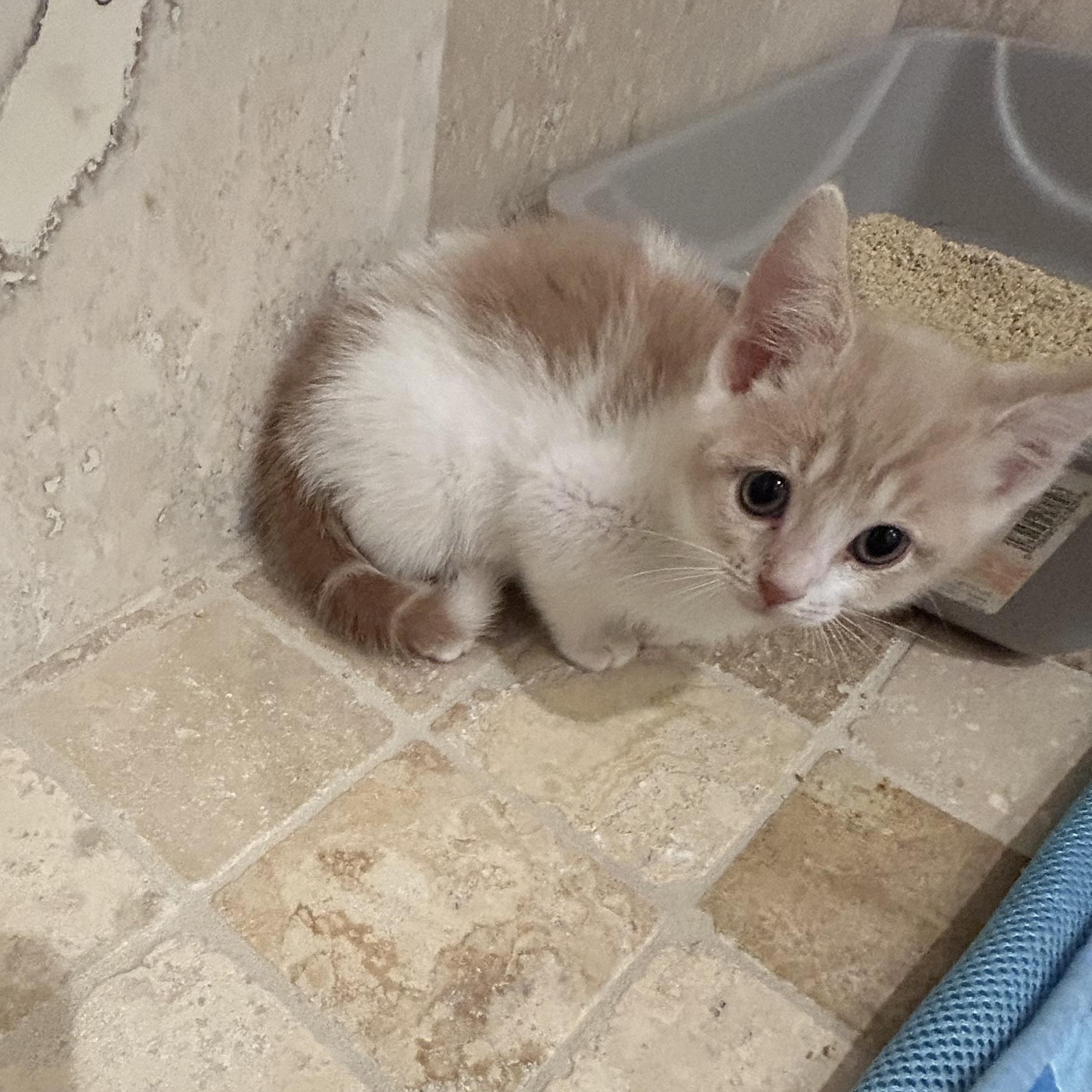 Maxine, an adoptable Domestic Medium Hair in Bradenton, FL image 3/4