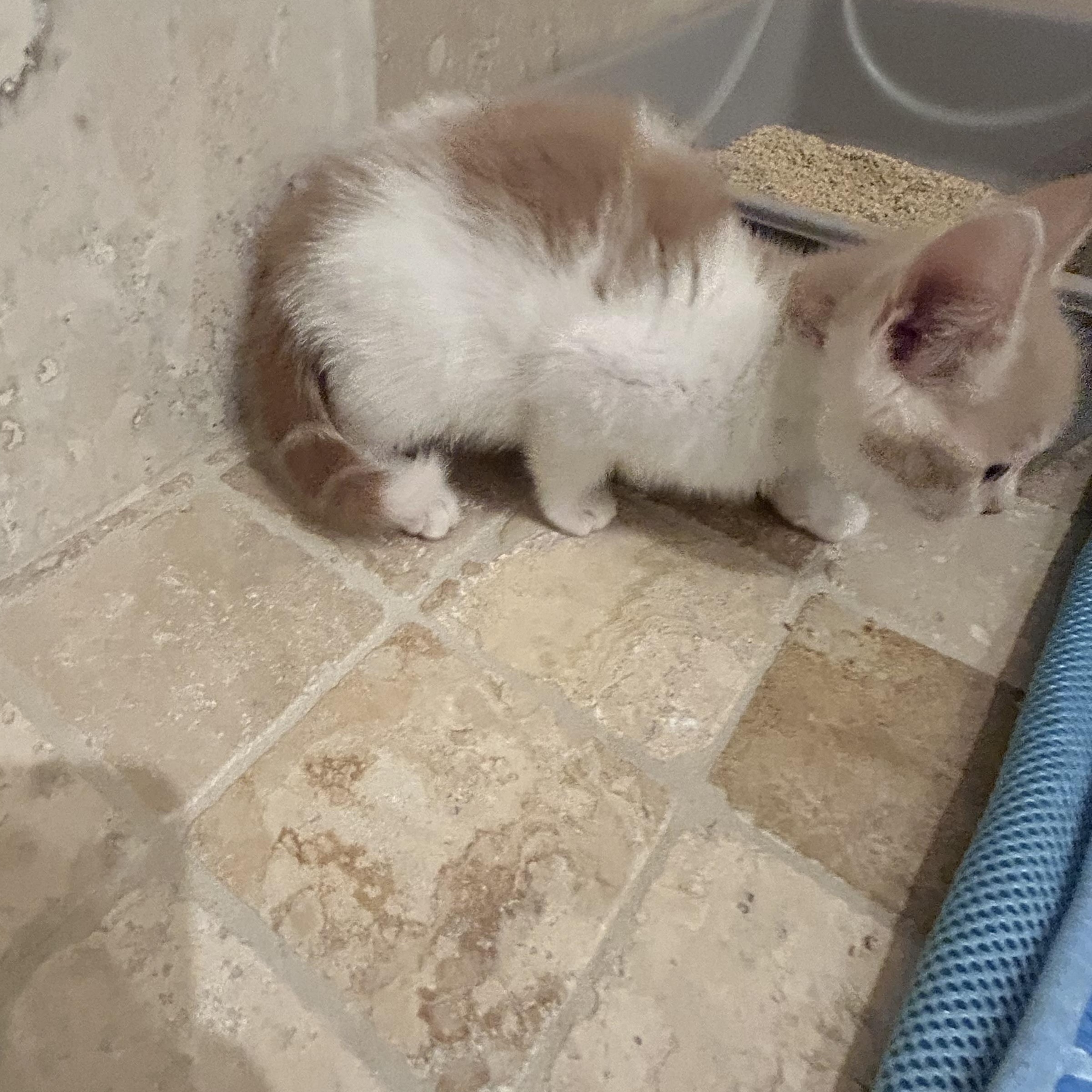 Maxine, an adoptable Domestic Medium Hair in Bradenton, FL image 2/4