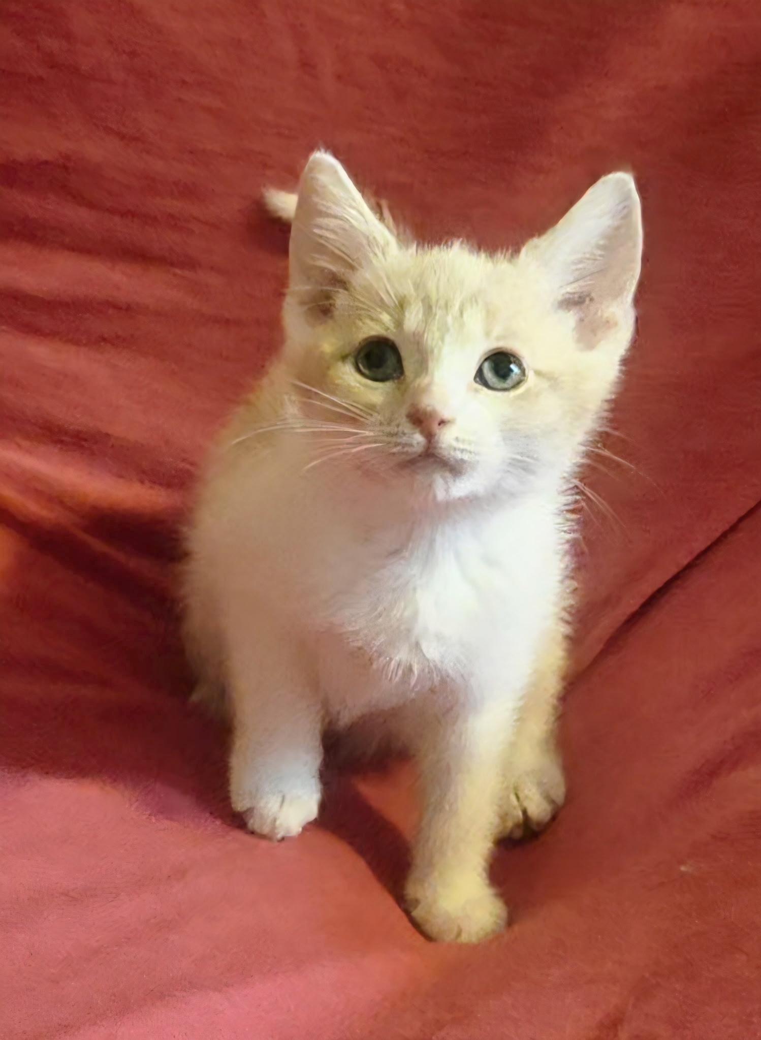 Maxine, an adoptable Domestic Medium Hair in Bradenton, FL image 4/4