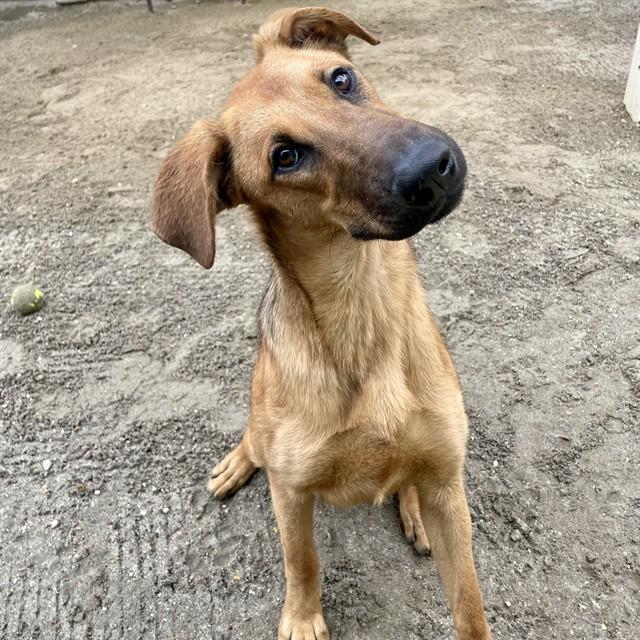 Enlarge LUZ, a Adoptable mixed breed in Thousand Palms, CA image 1/1