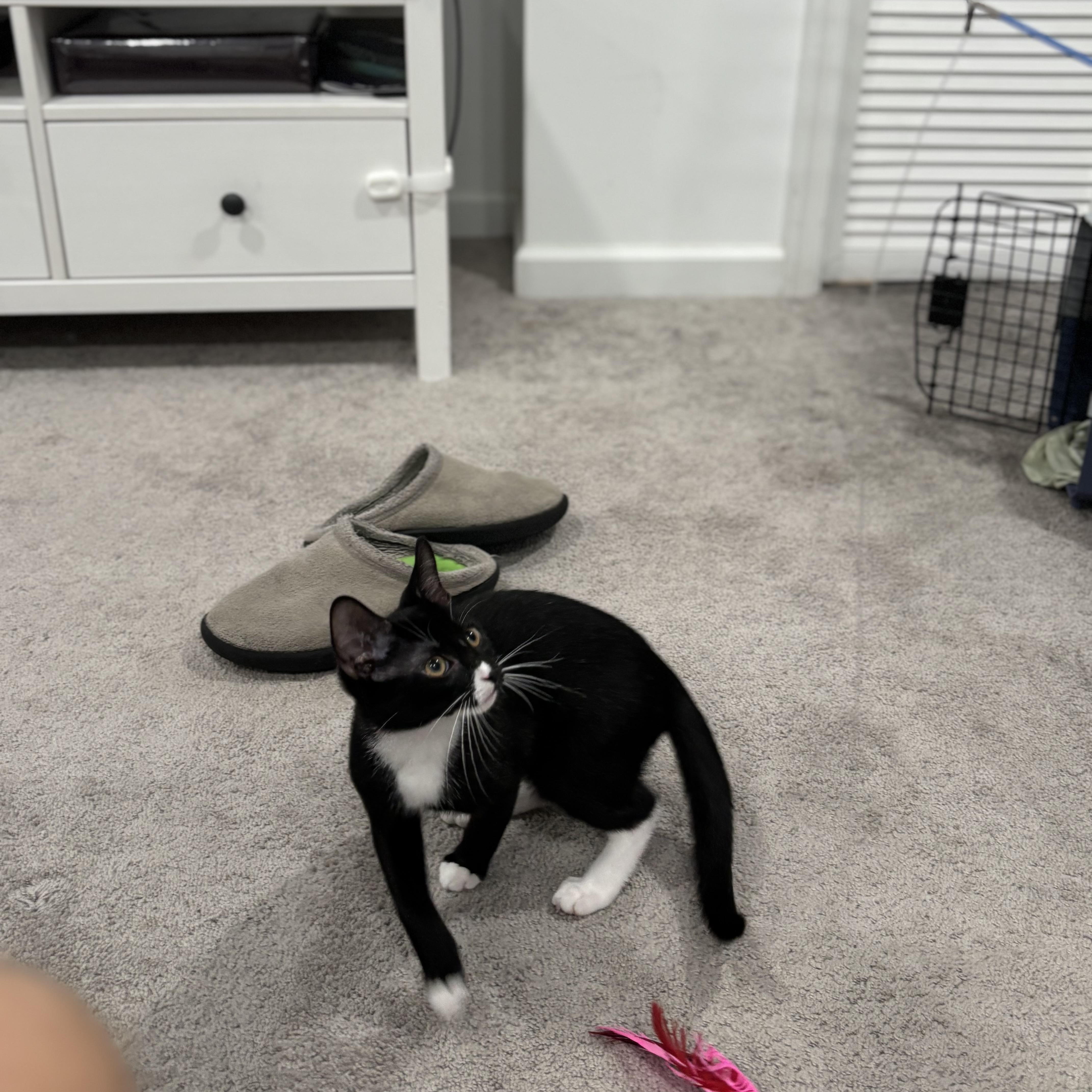 Enlarge Mini & Mouse, a Adoptable Domestic Short Hair in Beltsville, MD image 5/6