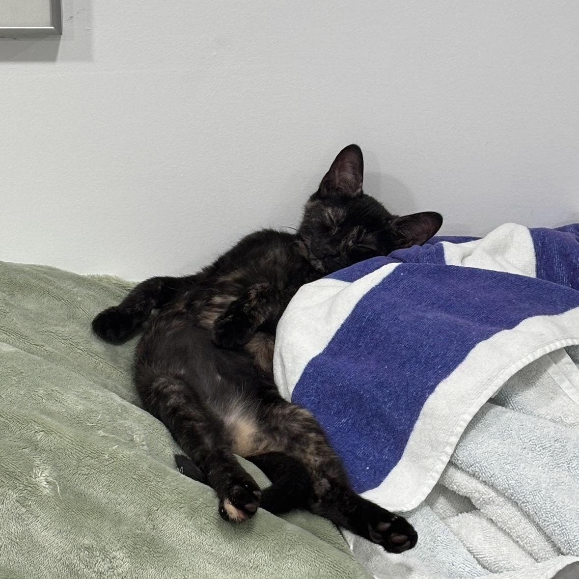 Enlarge Mini & Mouse, a Adoptable Domestic Short Hair in Beltsville, MD image 6/6