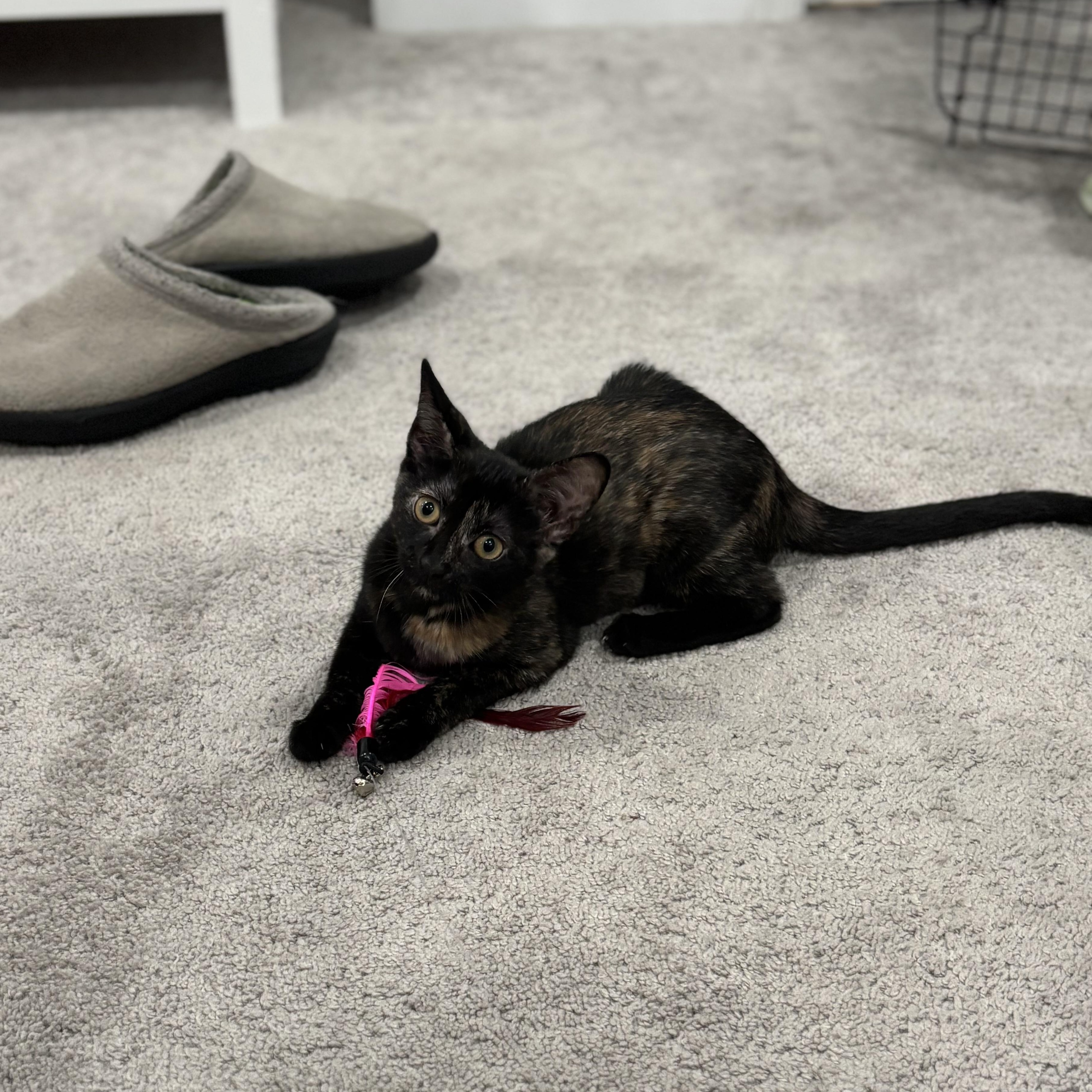 Enlarge Mini & Mouse, a Adoptable Domestic Short Hair in Beltsville, MD image 4/6