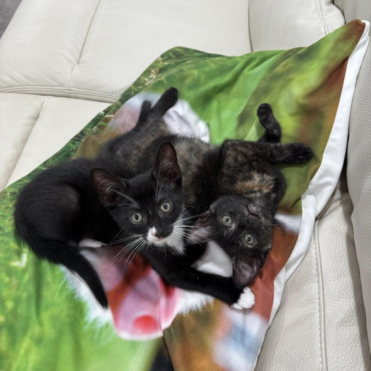 Enlarge Mini & Mouse, a Adoptable Domestic Short Hair in Beltsville, MD image 3/6