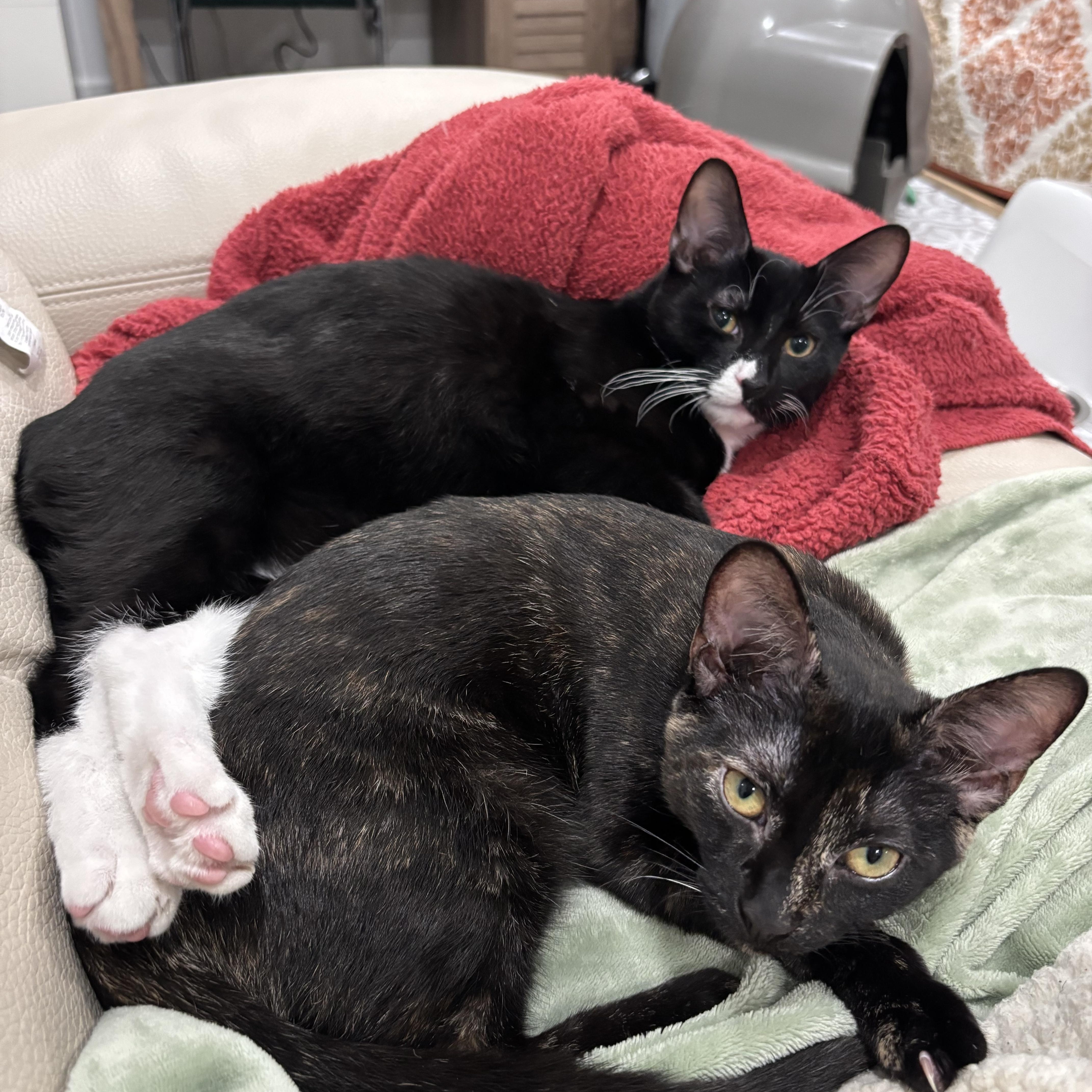 Mini & Mouse, Adoptable, Kitten Male Domestic Short Hair.